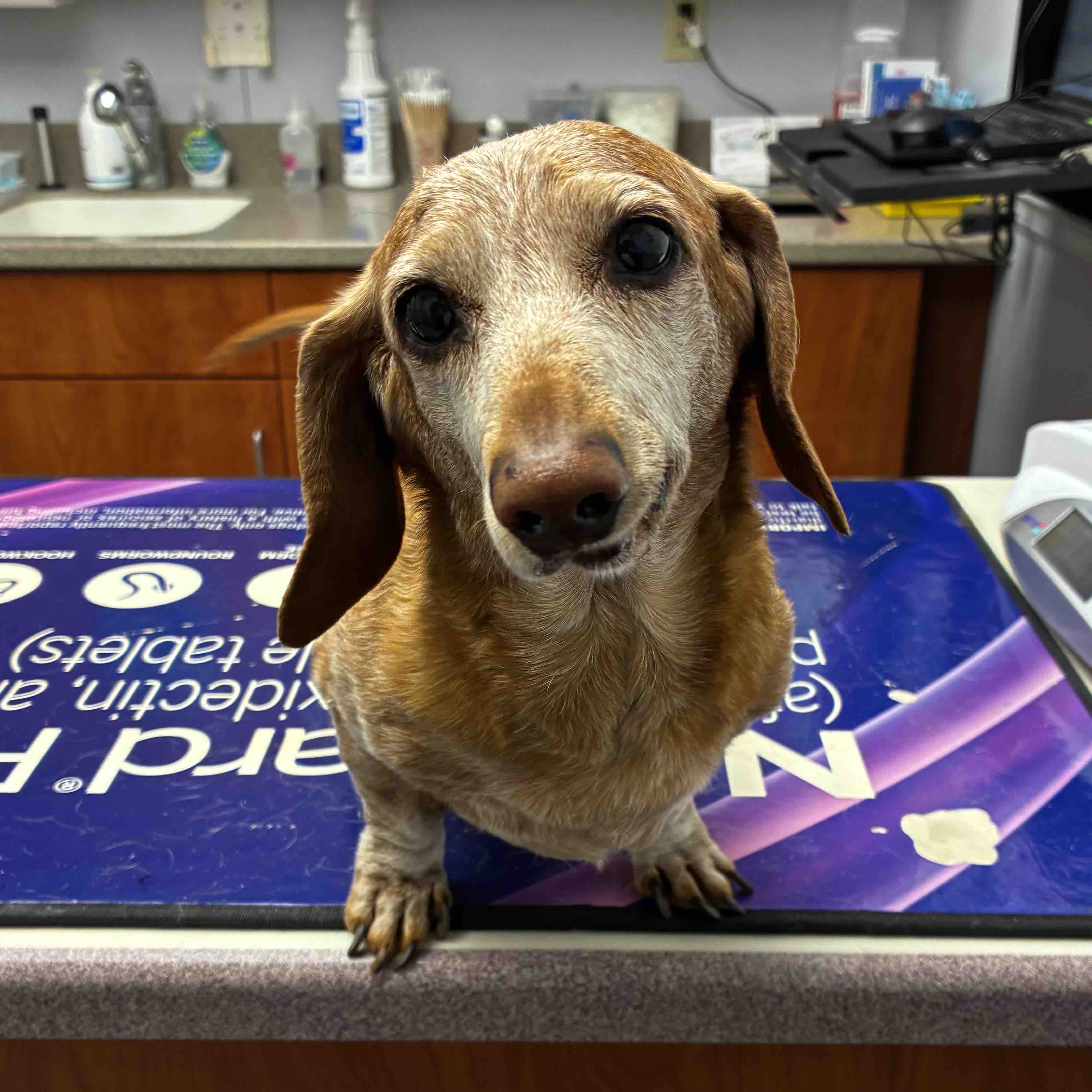 Help Little Charley Stay Healthy campaign photo, 2 of 7