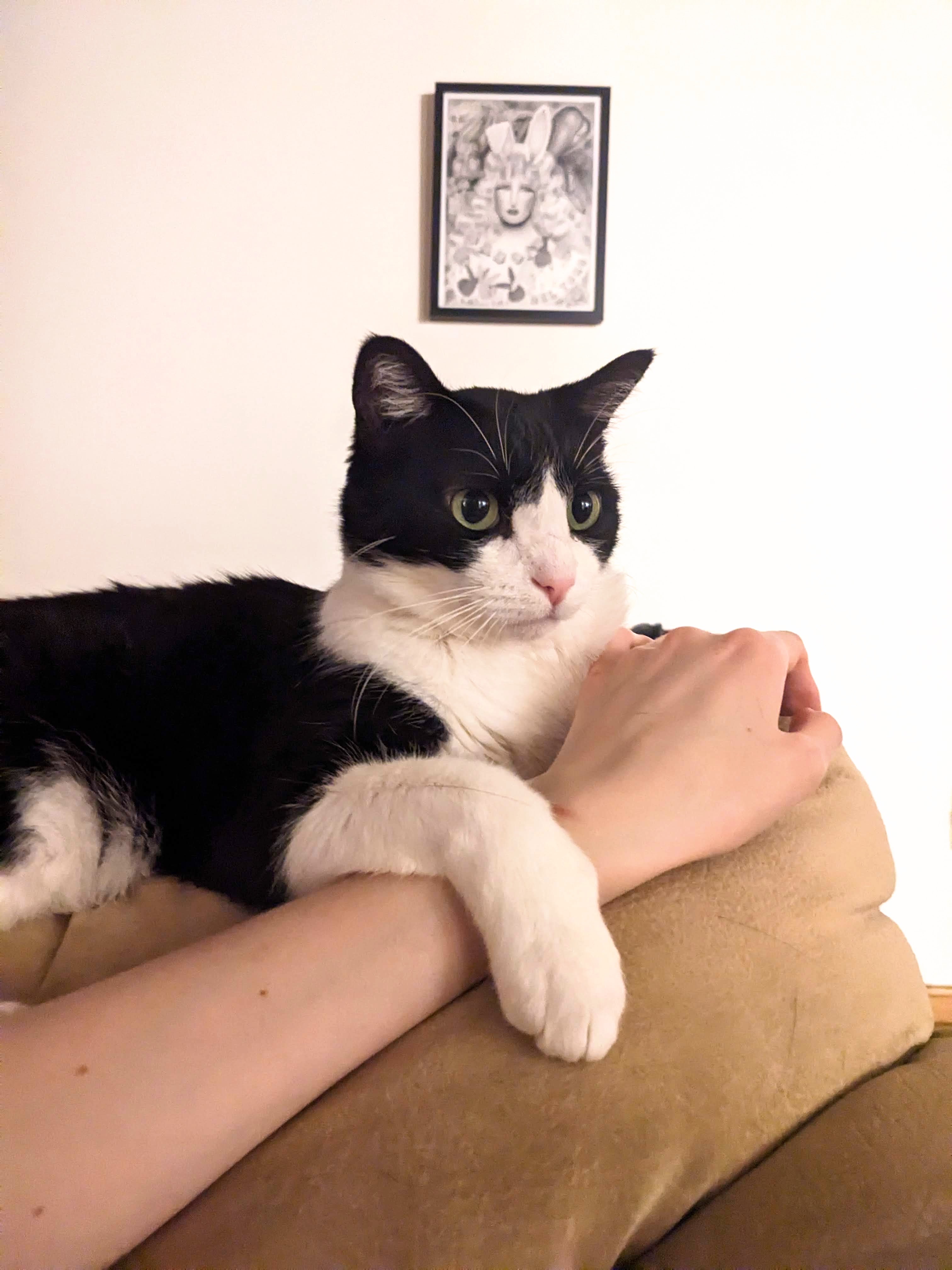 Baby and Tino need surgery! campaign photo, 5 of 7