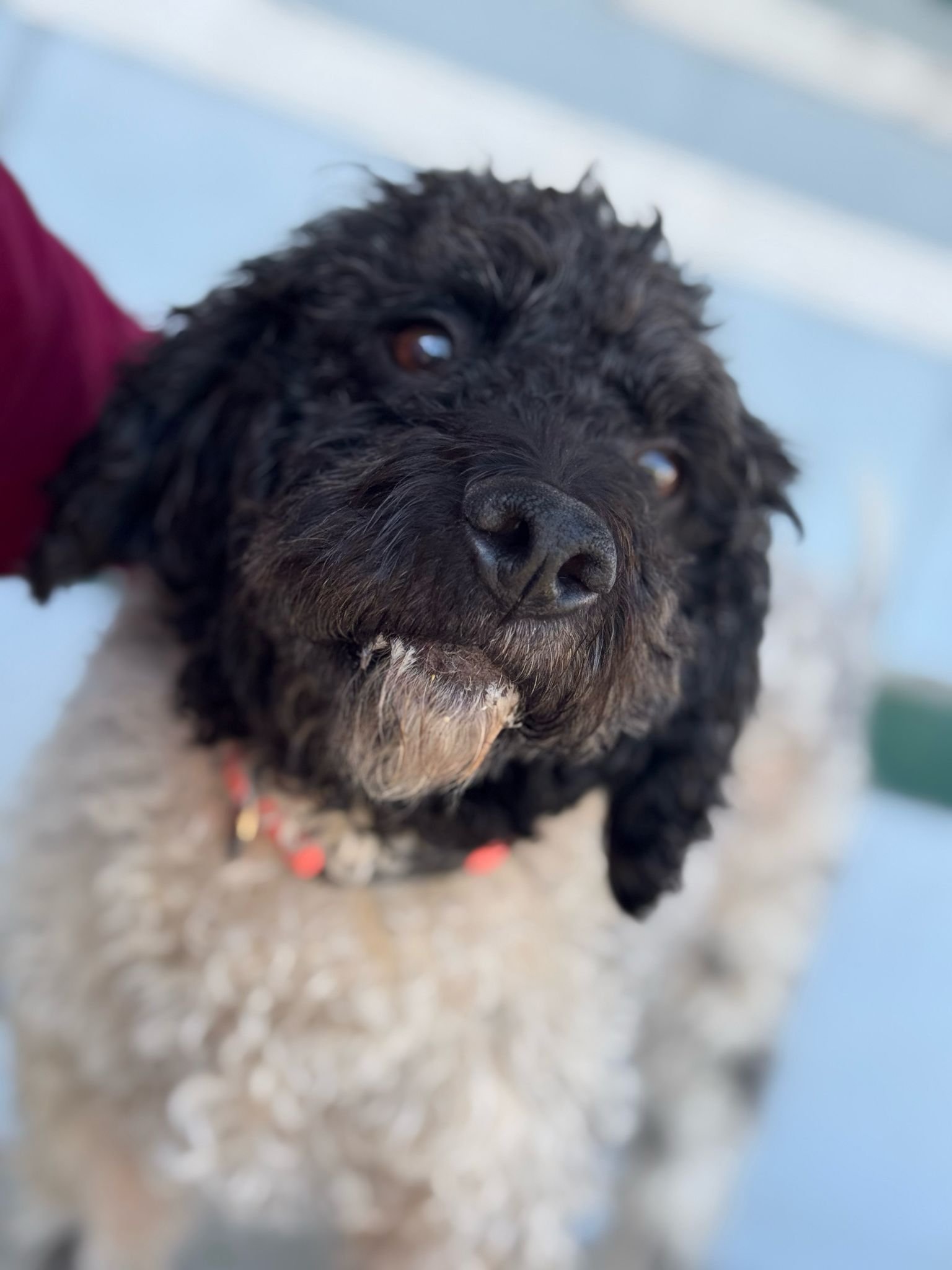 Helping Lexie with Her Ongoing Vet Care campaign photo, 7 of 8