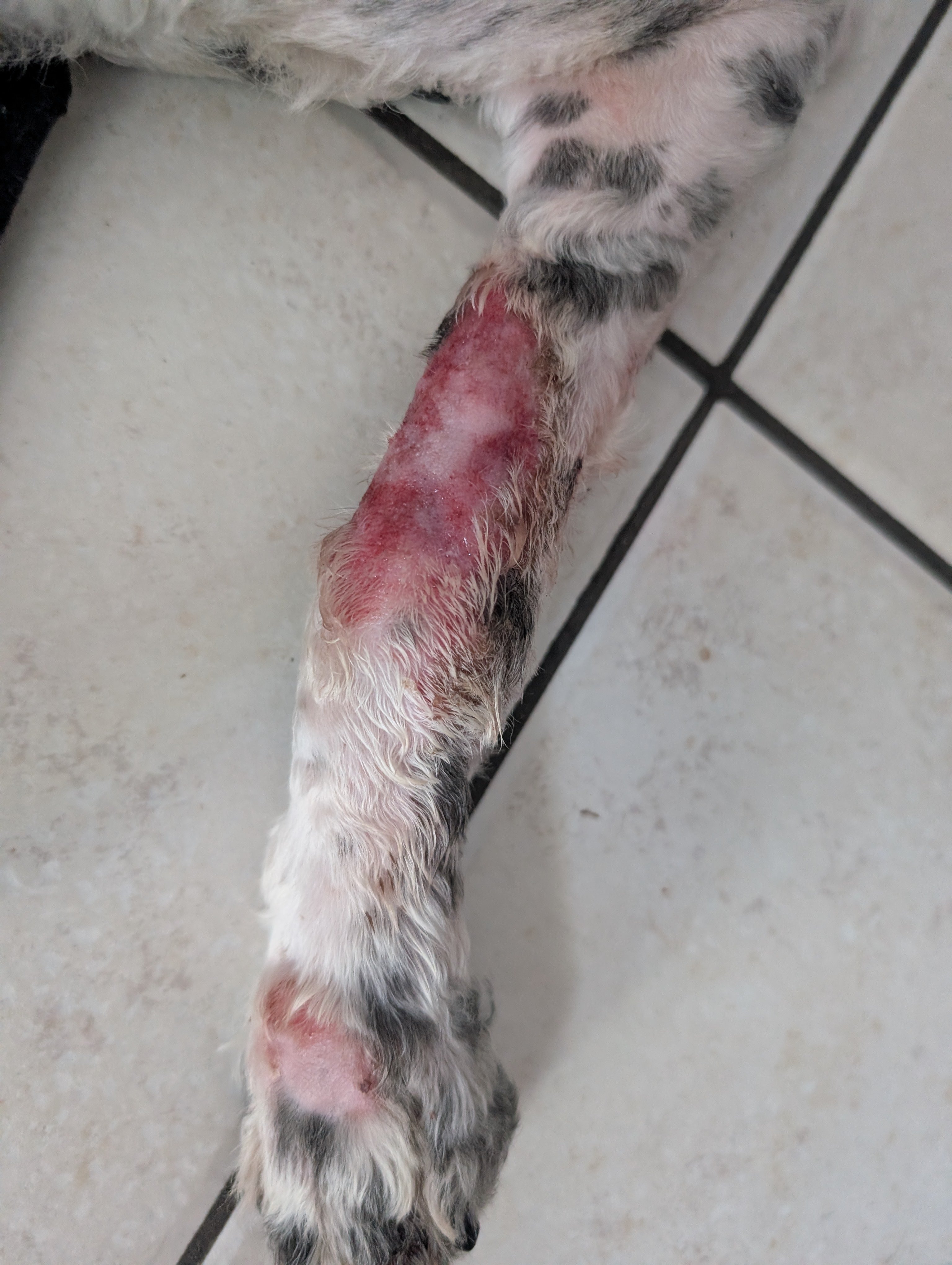 Helping Lexie with Her Ongoing Vet Care campaign photo, 2 of 8
