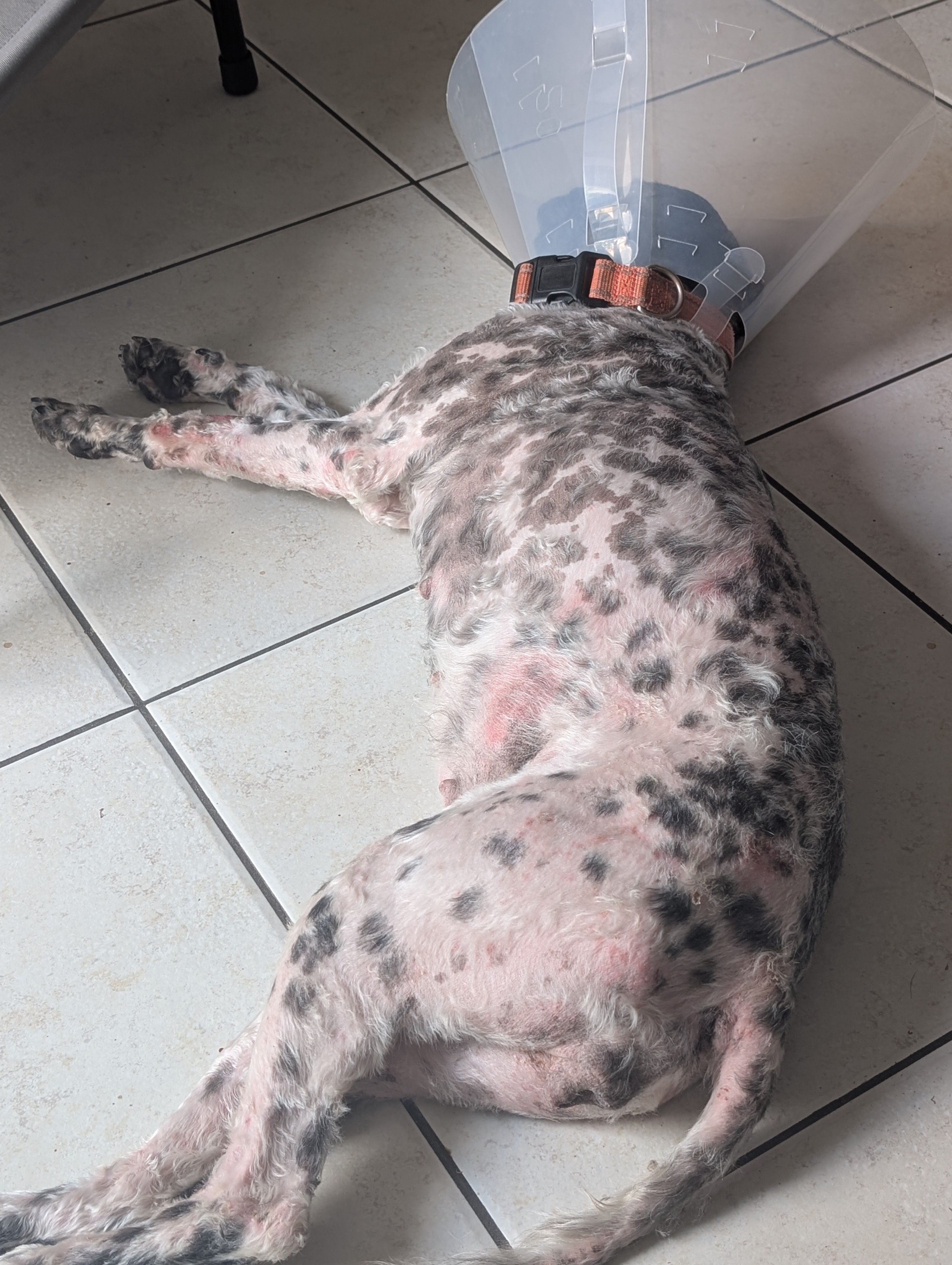 Helping Lexie with Her Ongoing Vet Care campaign photo, 4 of 8