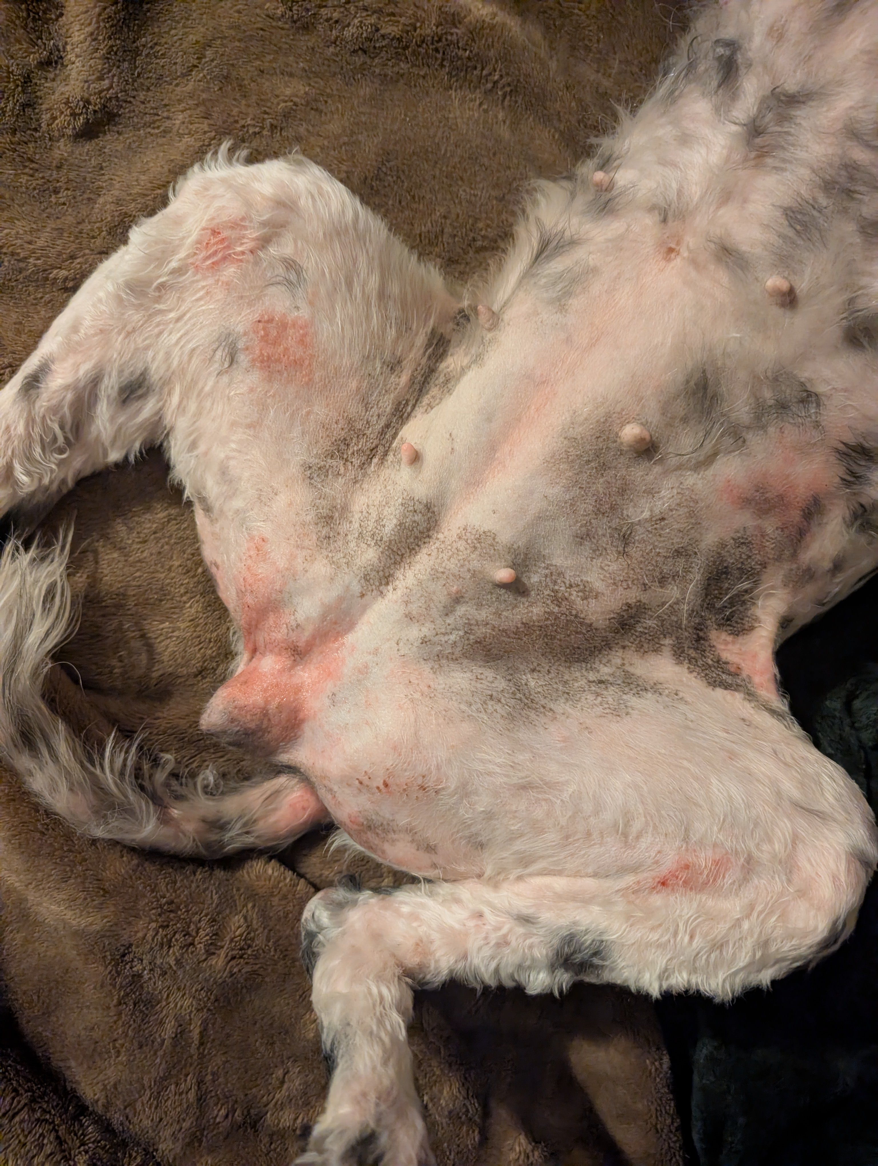 Helping Lexie with Her Ongoing Vet Care campaign photo, 5 of 8