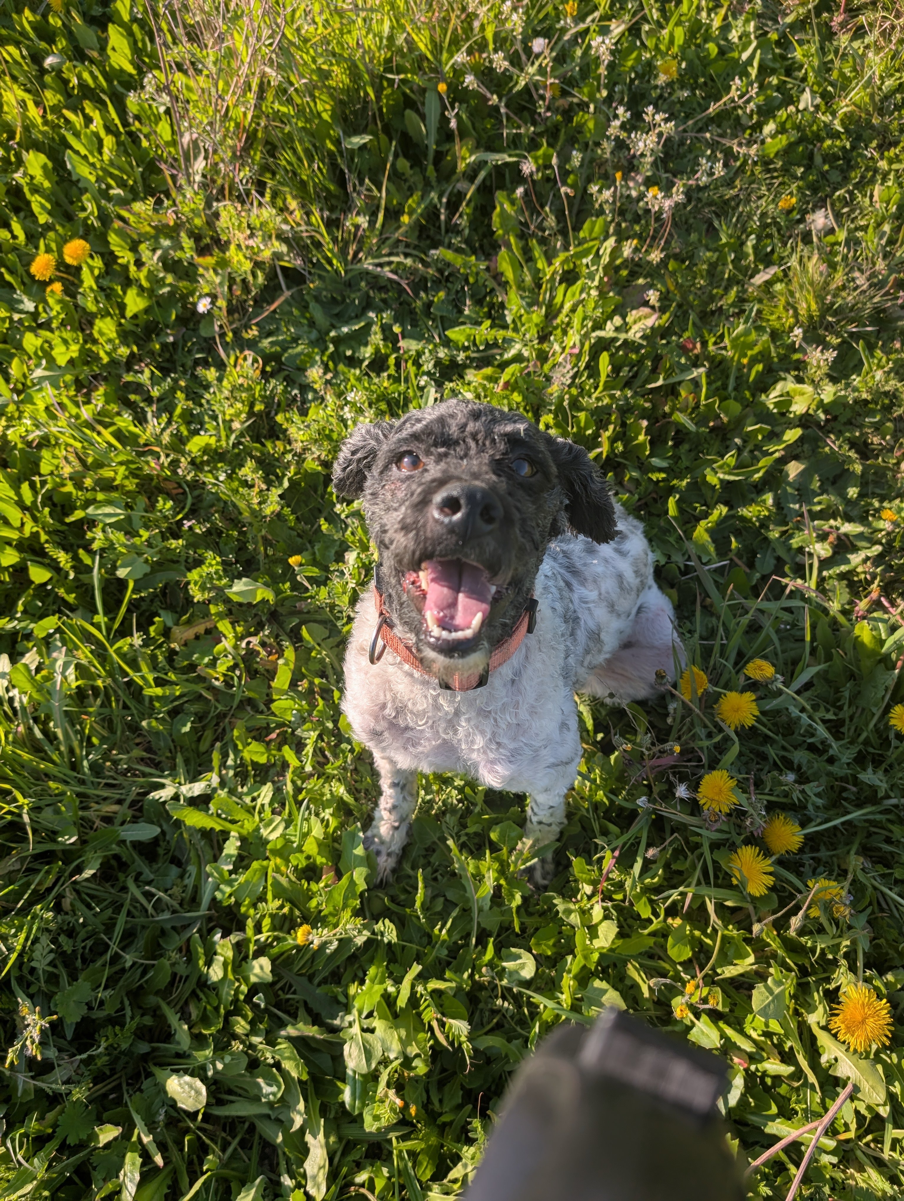 Helping Lexie with Her Ongoing Vet Care campaign photo, 6 of 8