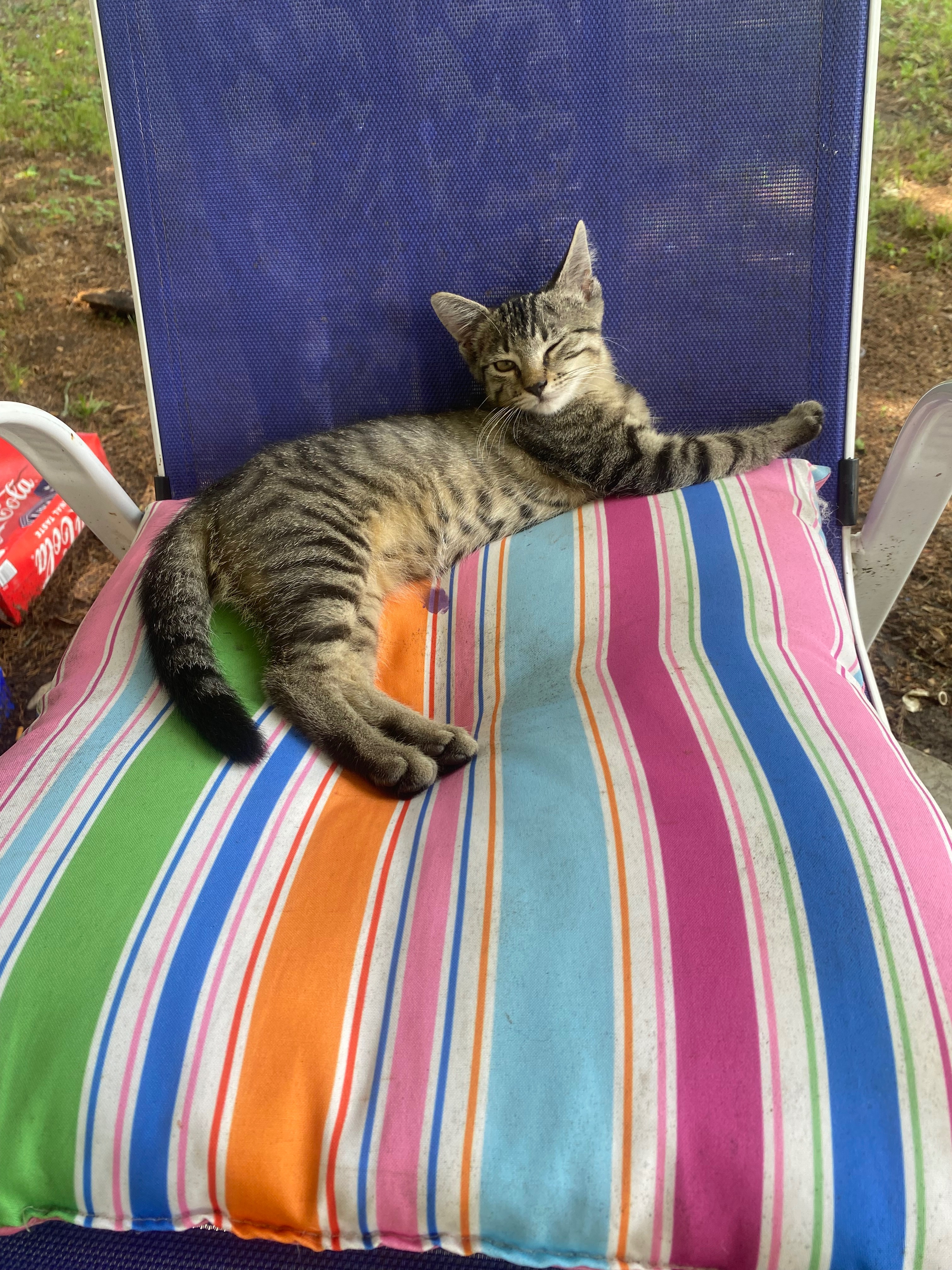 Help Me Care for My Unexpected Feline Friend campaign photo, 4 of 7
