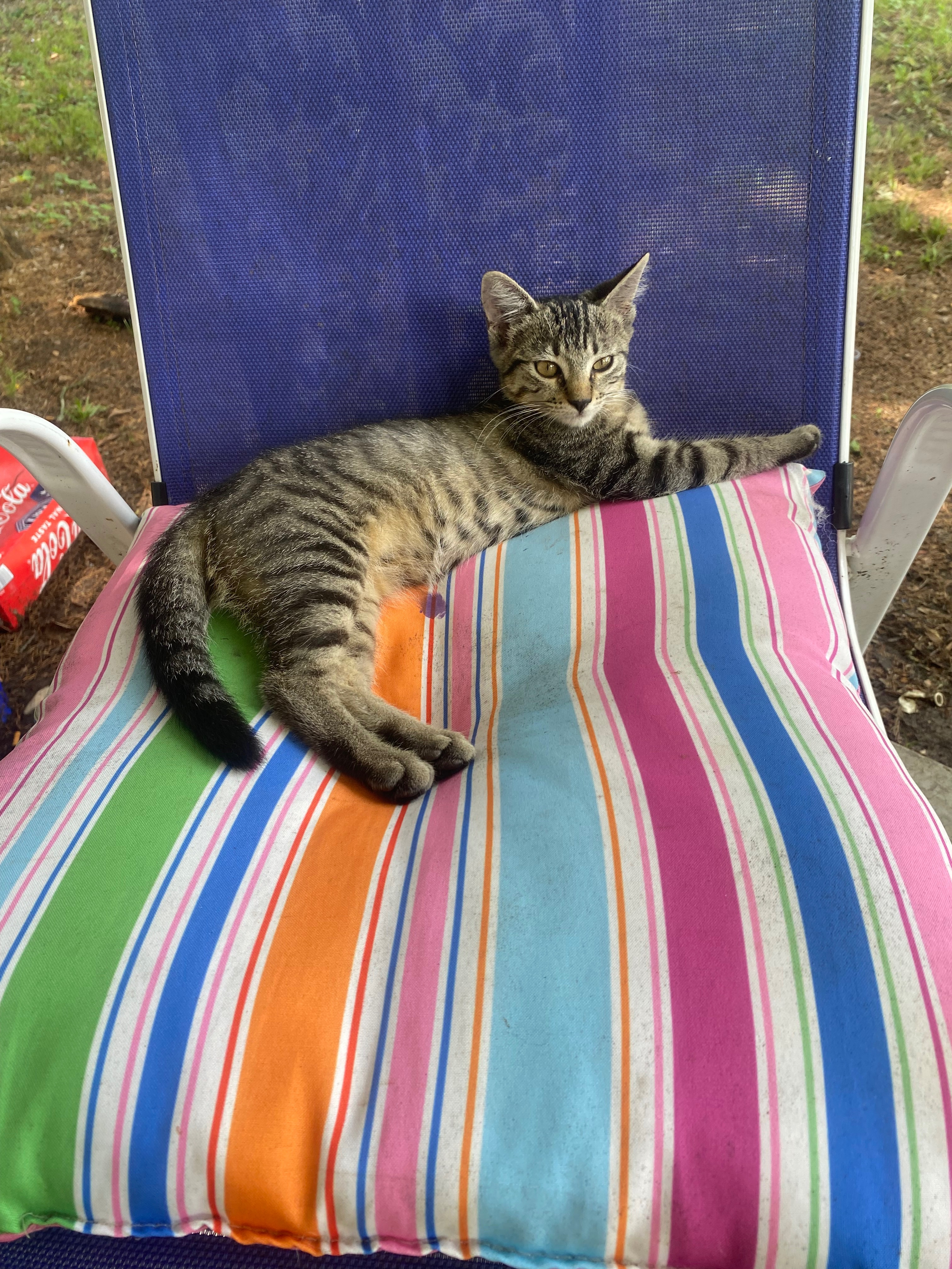 Help Me Care for My Unexpected Feline Friend campaign photo, 5 of 7