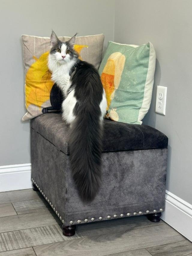 Support Only Maine Coons Rescue's Vital Work campaign photo, 4 of 7