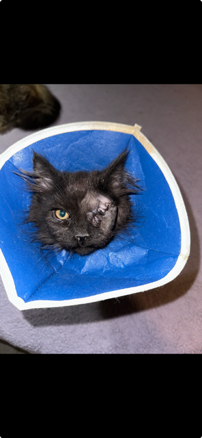 Support Only Maine Coons Rescue's Vital Work campaign photo, 5 of 7