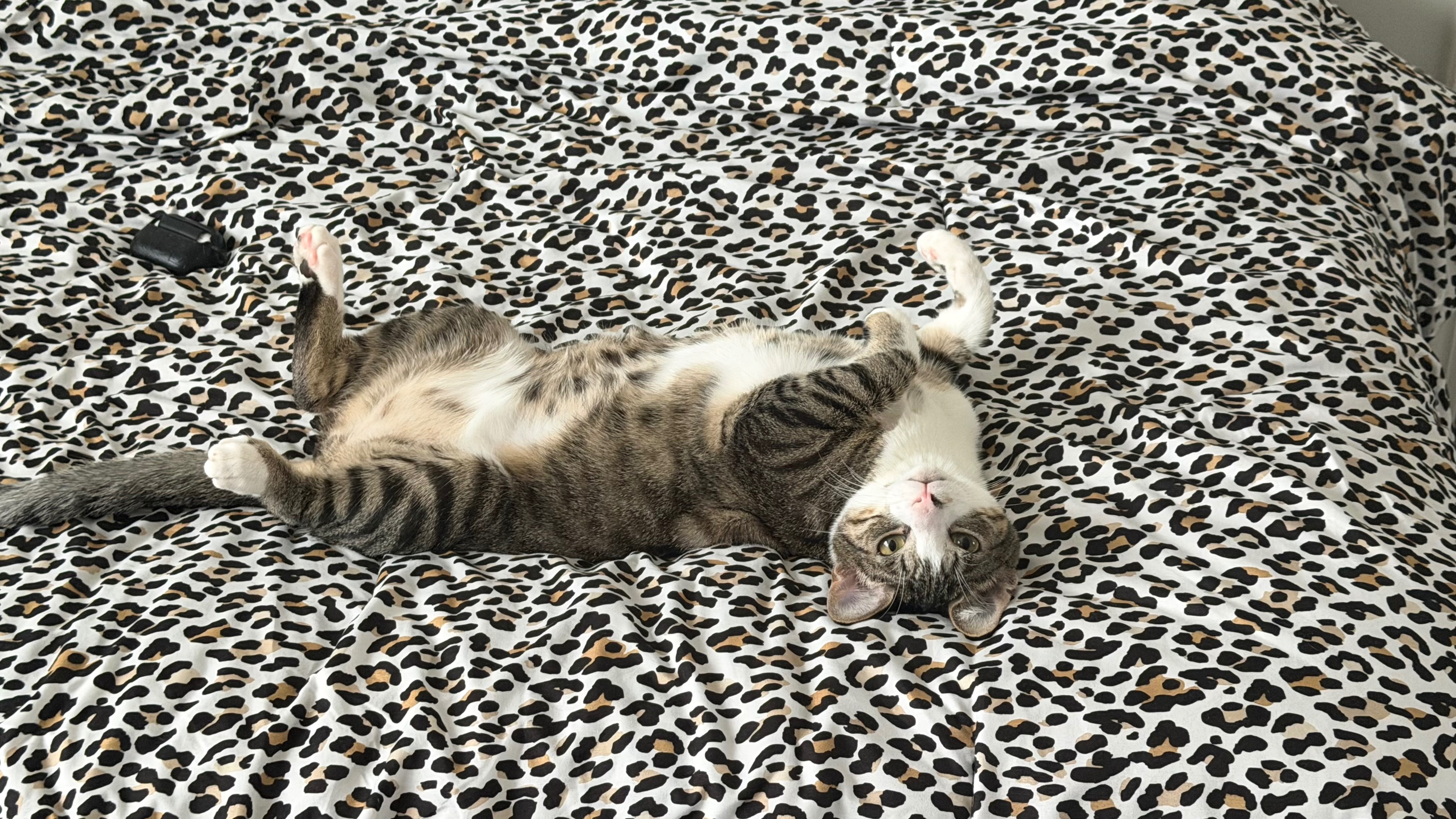 Help Bart Get Life-Saving Vet Care campaign photo, 2 of 8