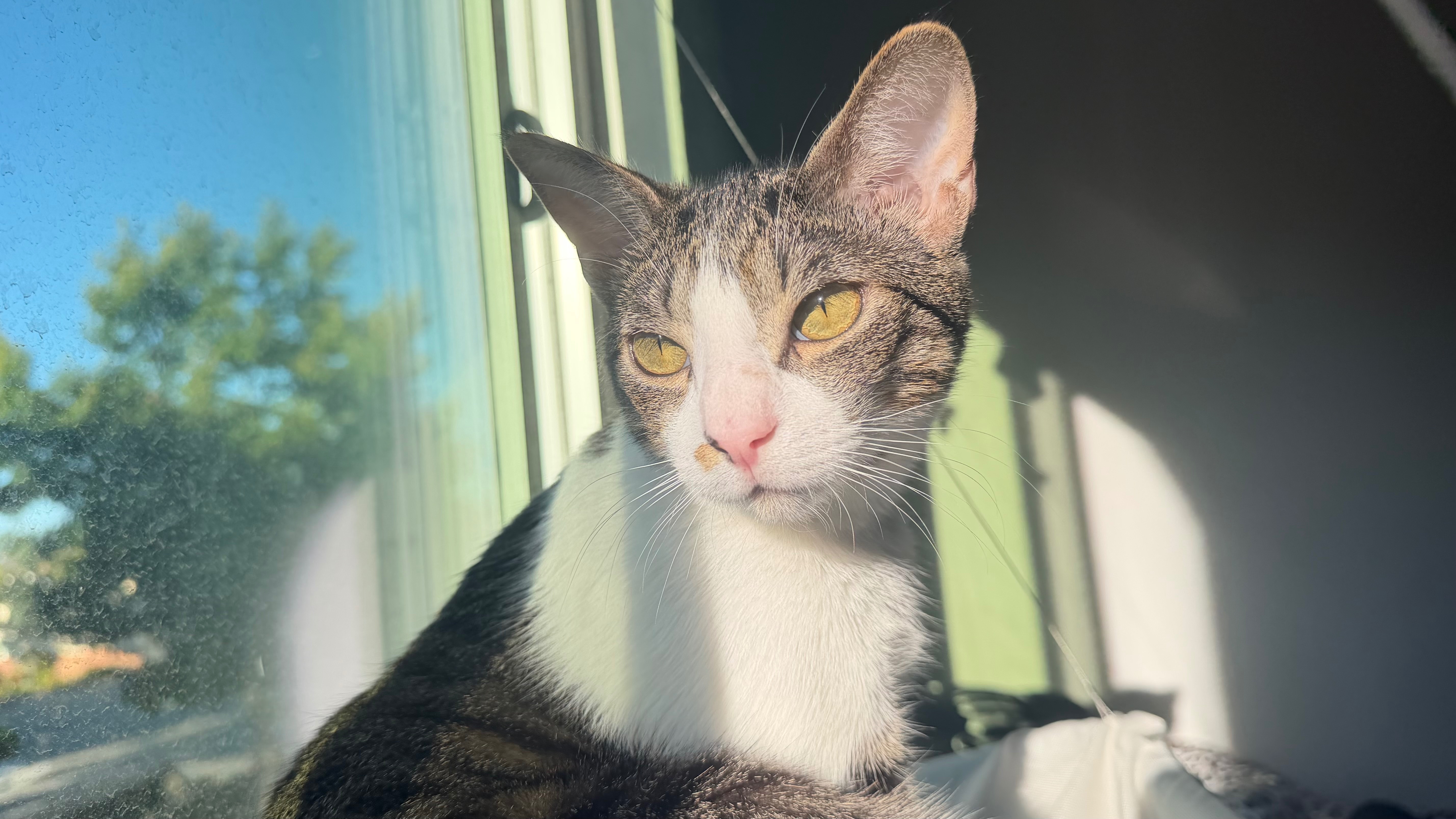 Help Bart Get Life-Saving Vet Care campaign photo, 4 of 8