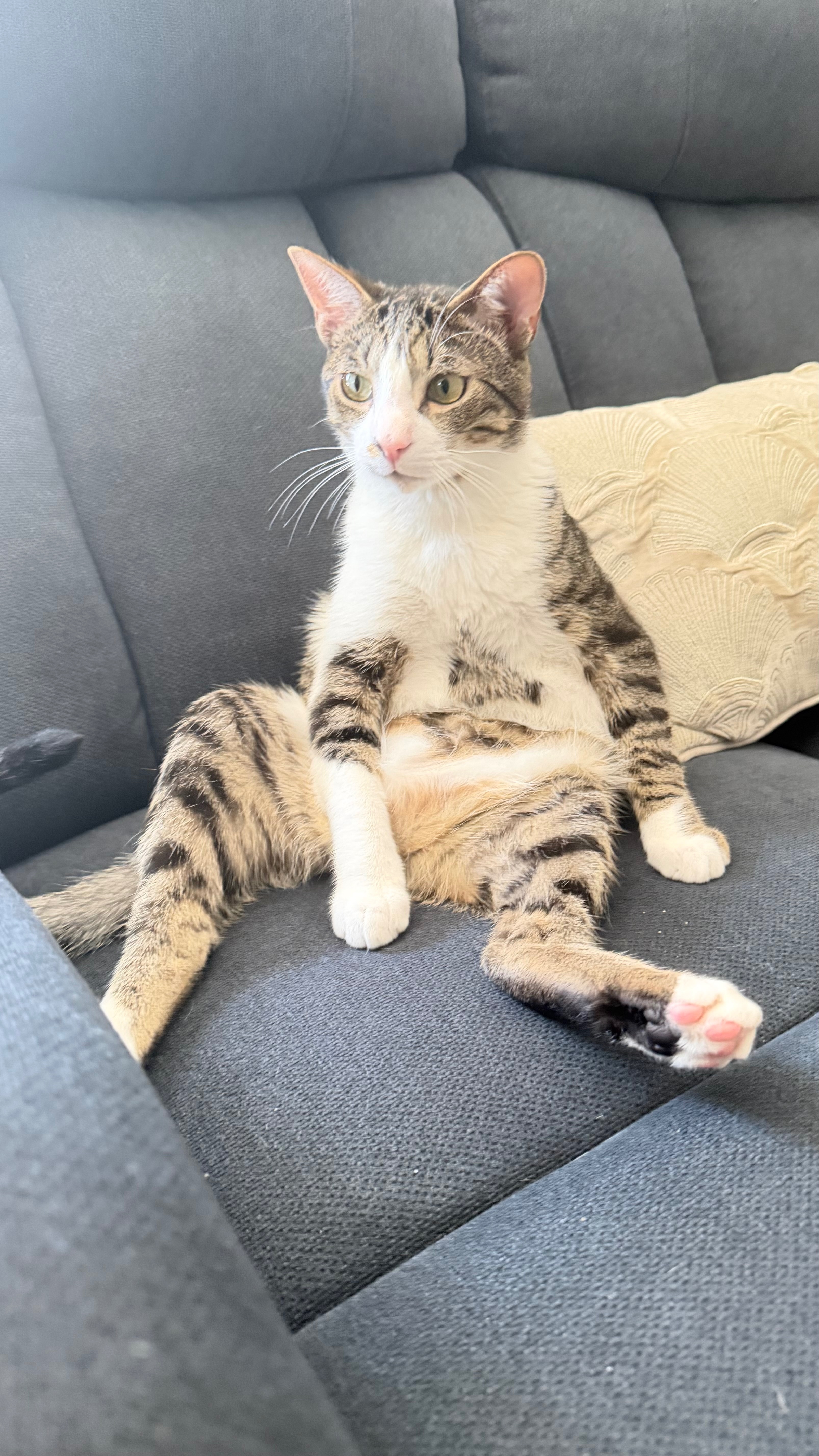 Help Bart Get Life-Saving Vet Care campaign photo, 5 of 8