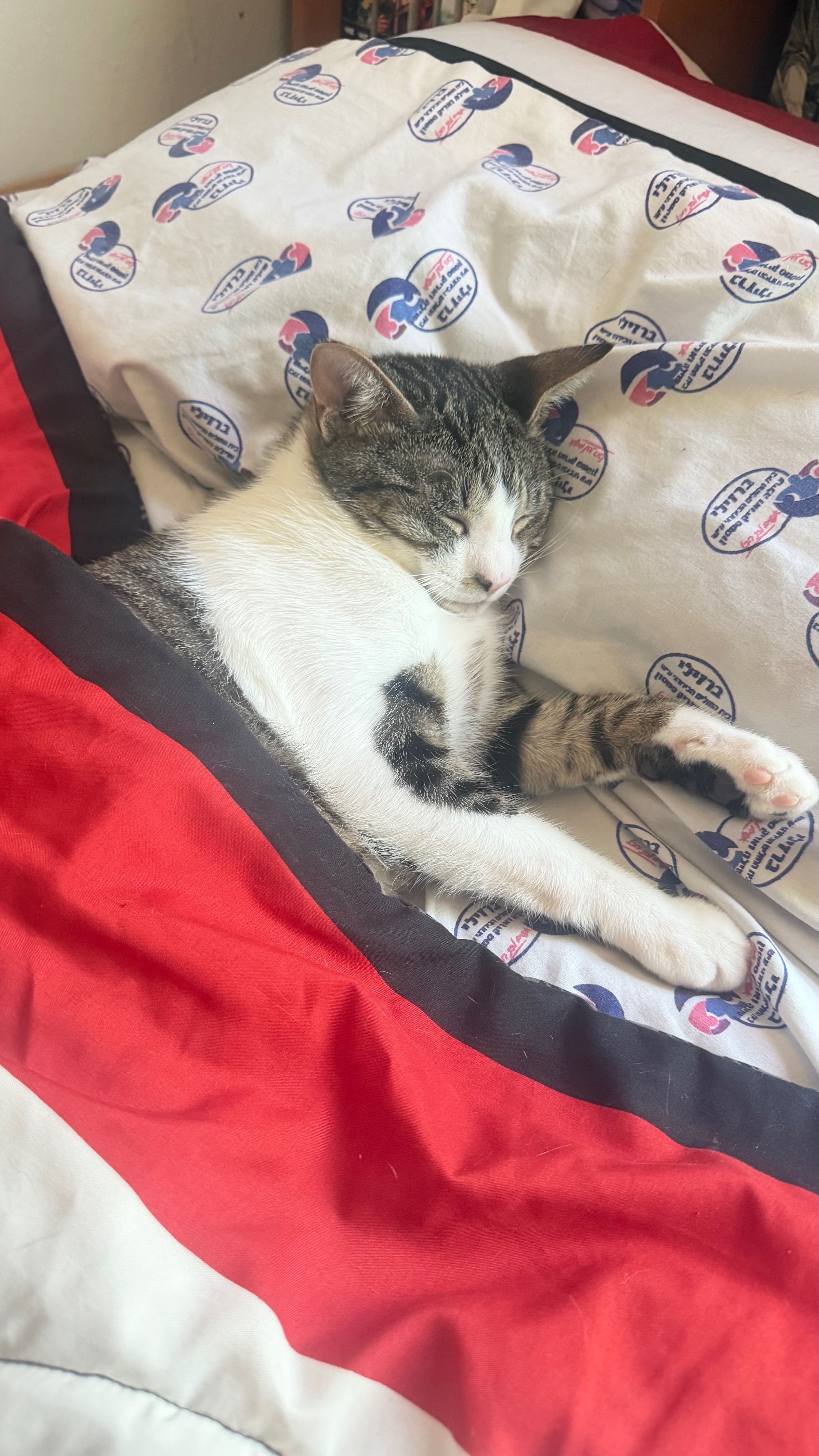 Help Bart Get Life-Saving Vet Care campaign photo, 6 of 8