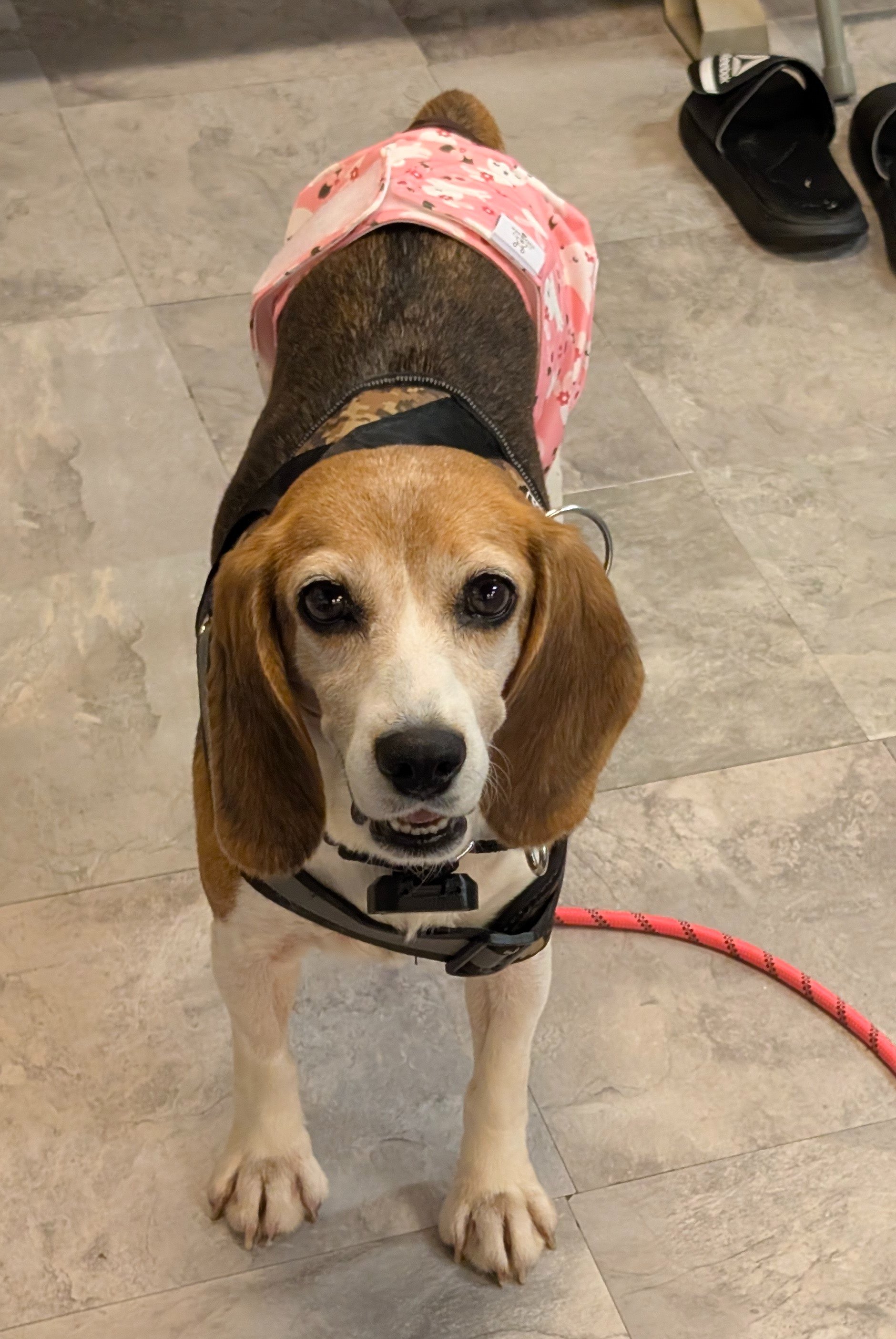 Help Princess Peach Heal: From Lab Number to Loved campaign photo, 11 of 12