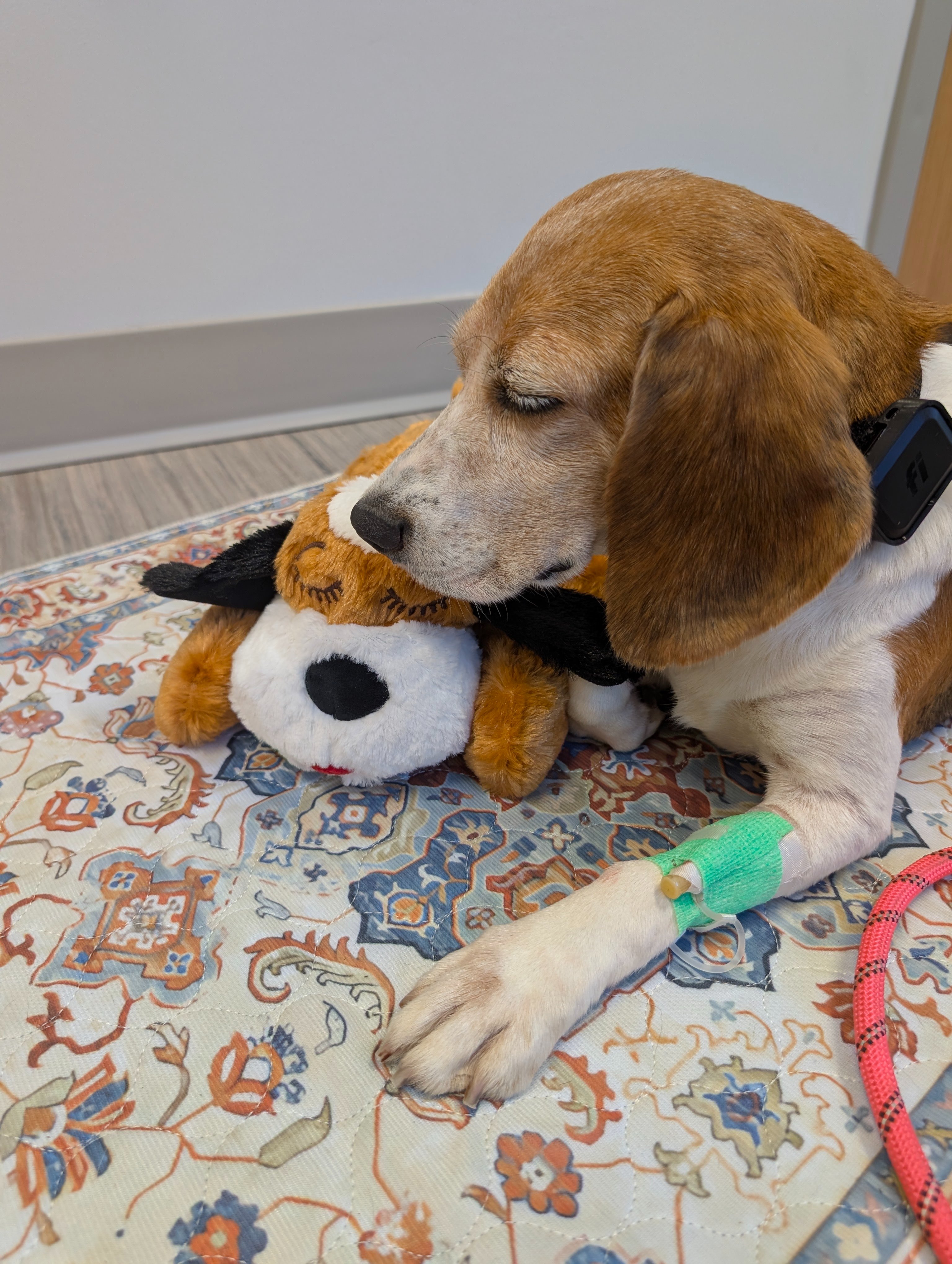 Help Princess Peach Heal: From Lab Number to Loved campaign photo, 2 of 12