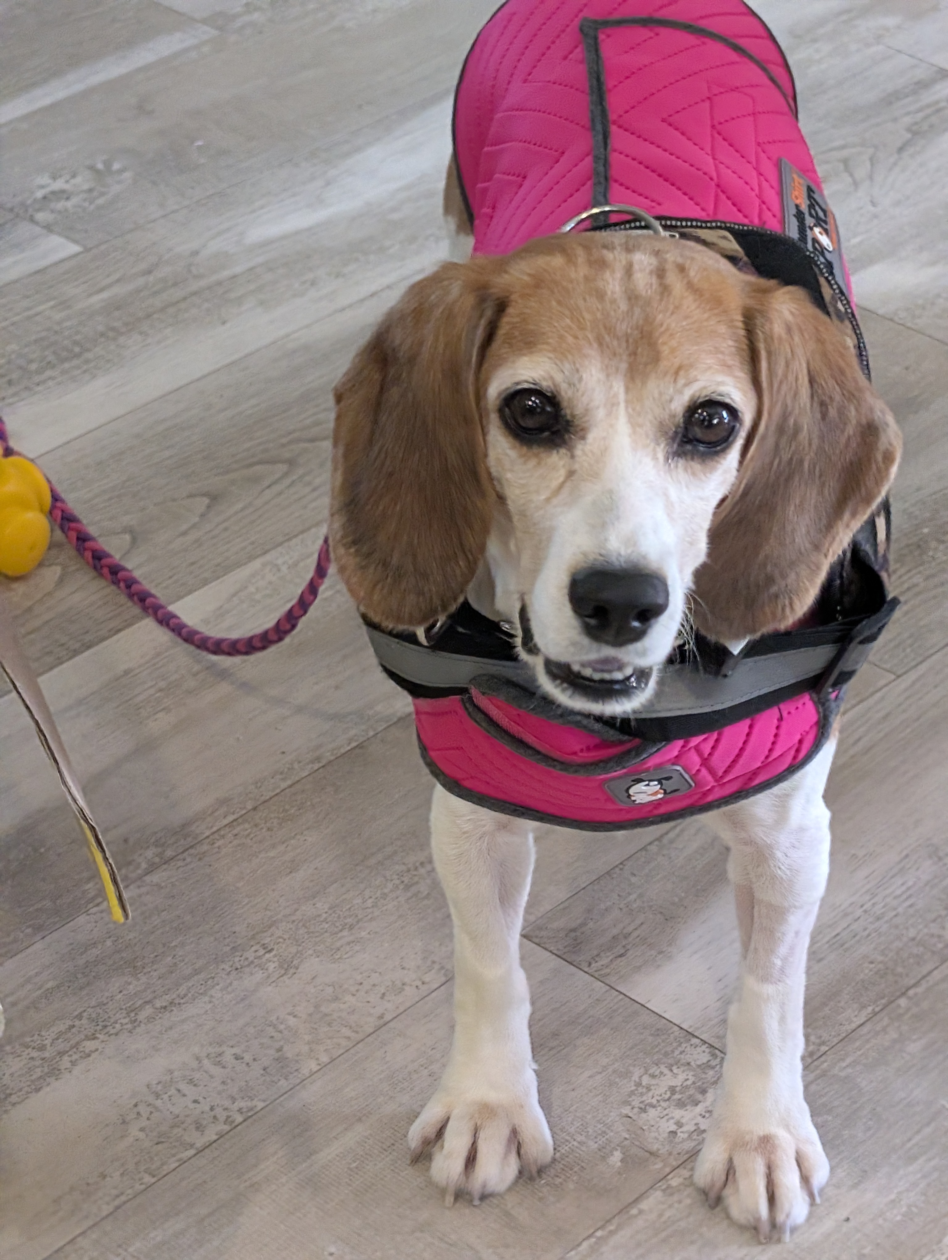Help Princess Peach Heal: From Lab Number to Loved campaign photo, 4 of 12