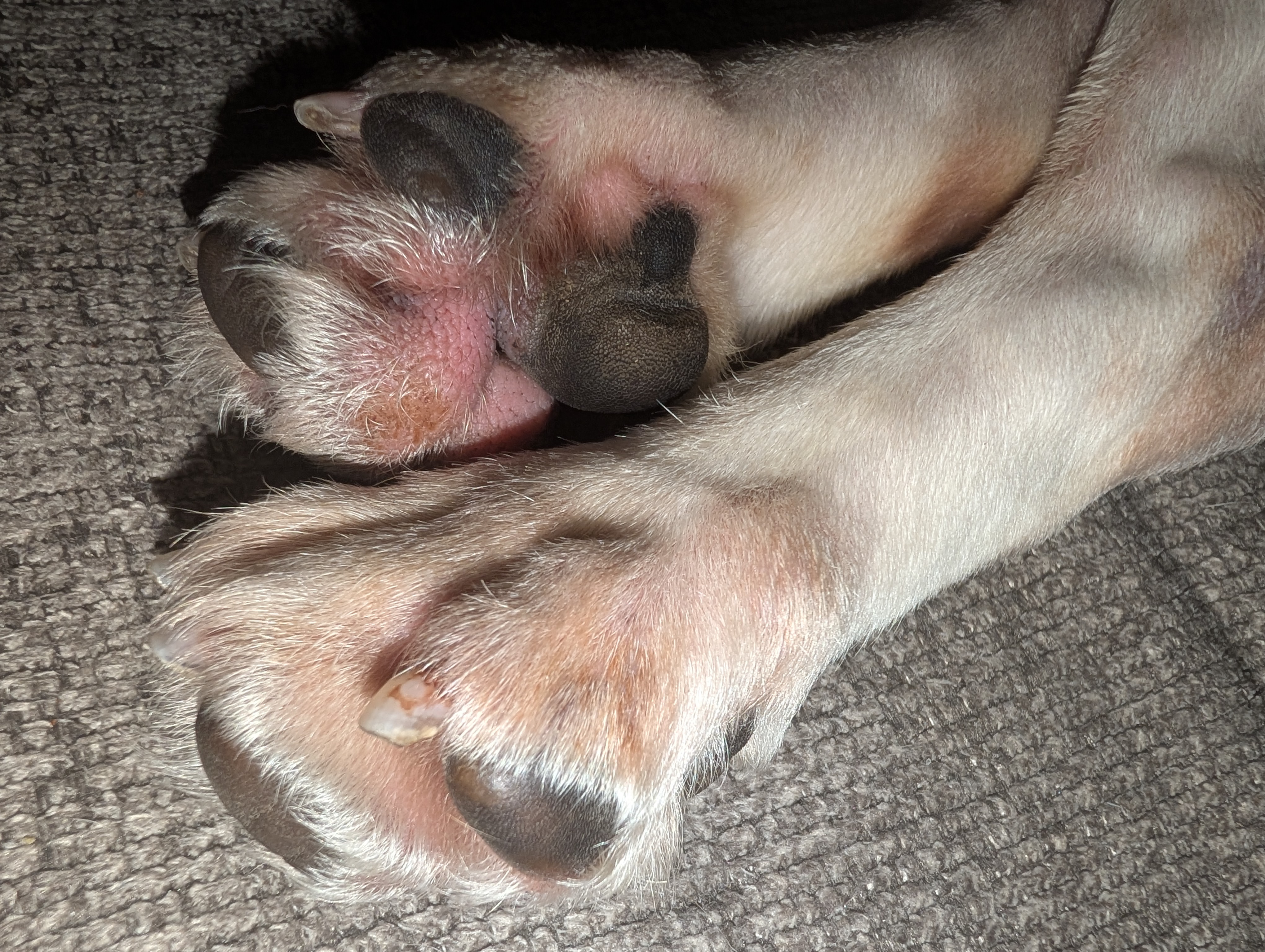 Help Princess Peach Heal: From Lab Number to Loved campaign photo, 6 of 12