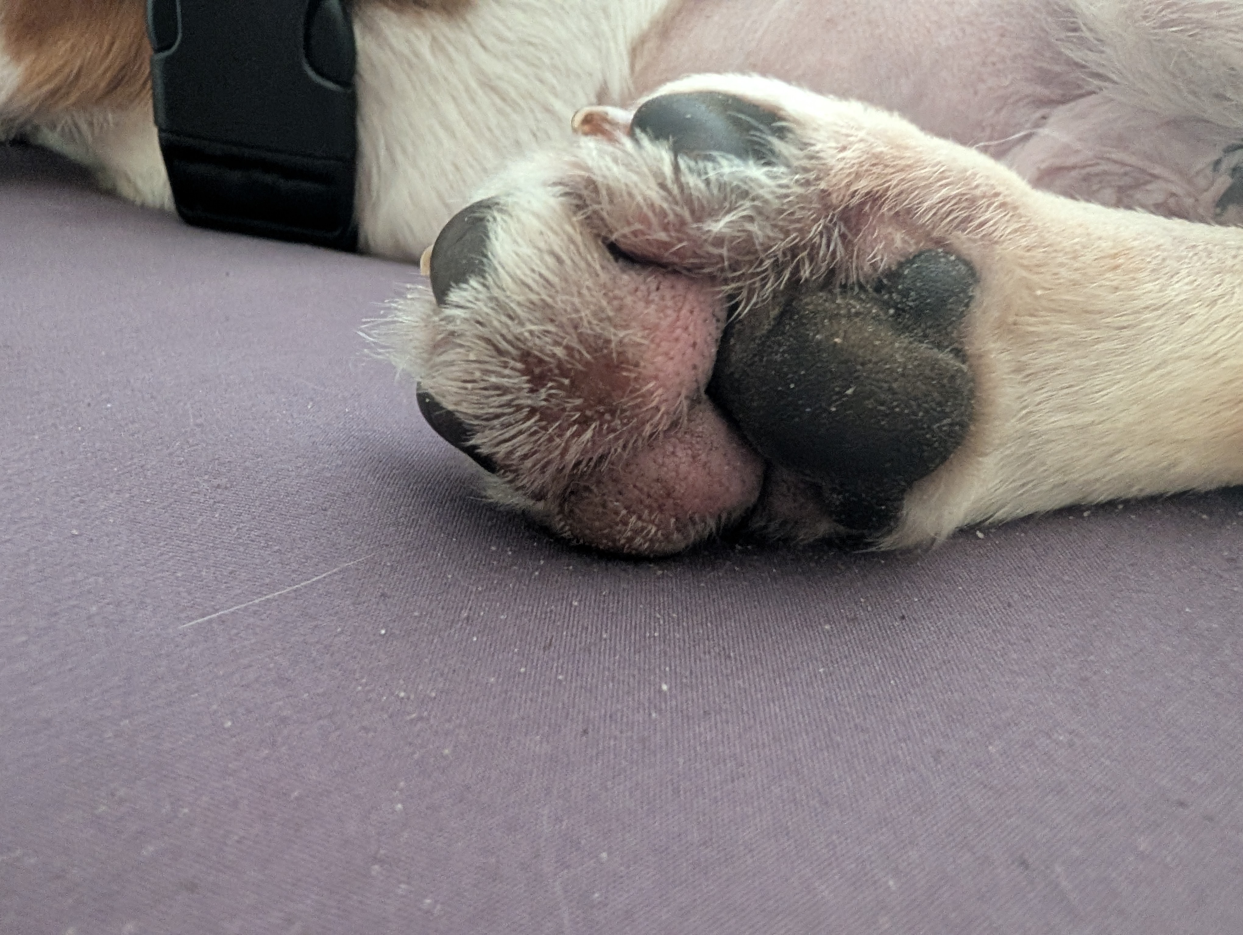 Help Princess Peach Heal: From Lab Number to Loved campaign photo, 7 of 12