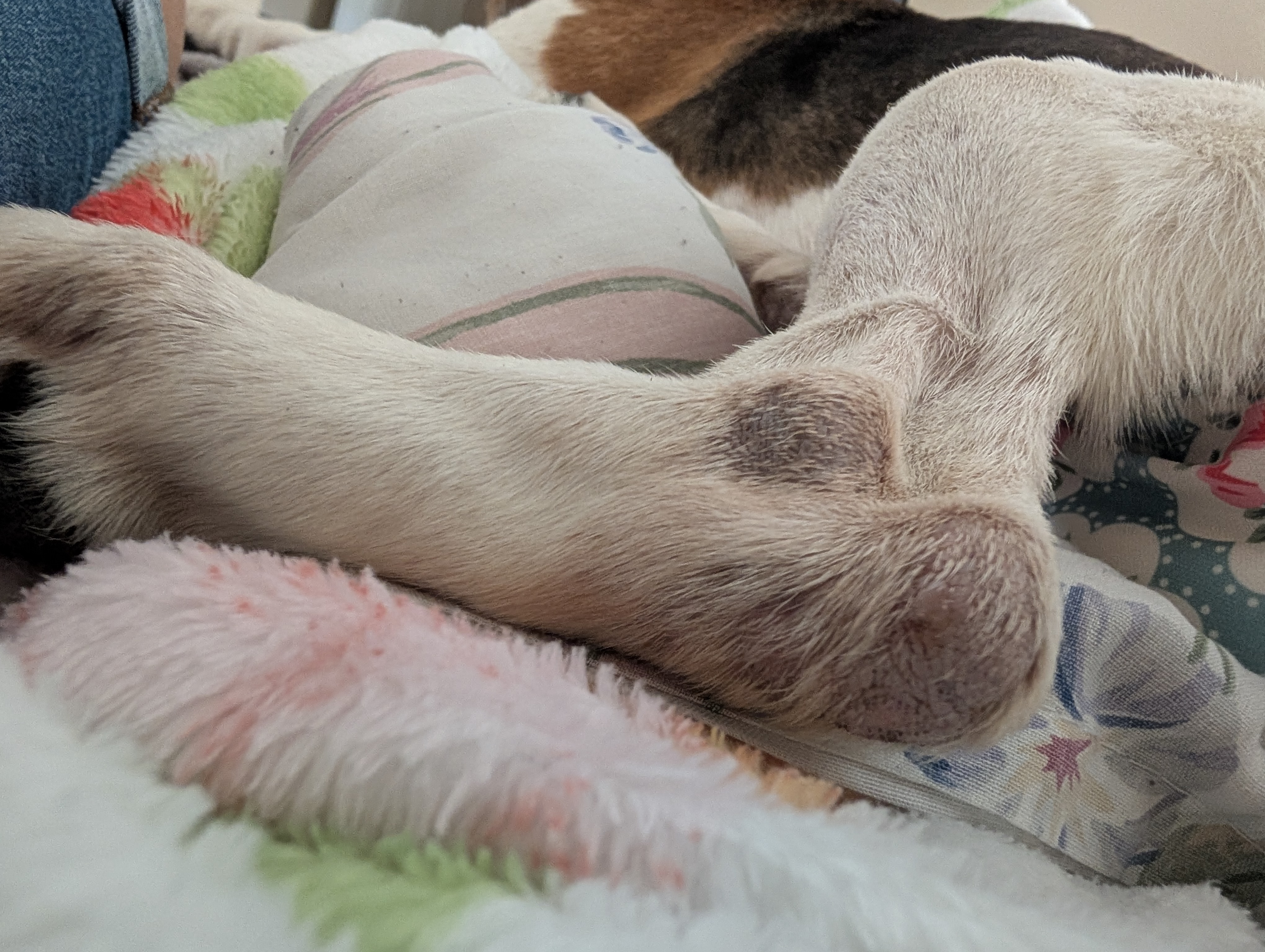 Help Princess Peach Heal: From Lab Number to Loved campaign photo, 8 of 12