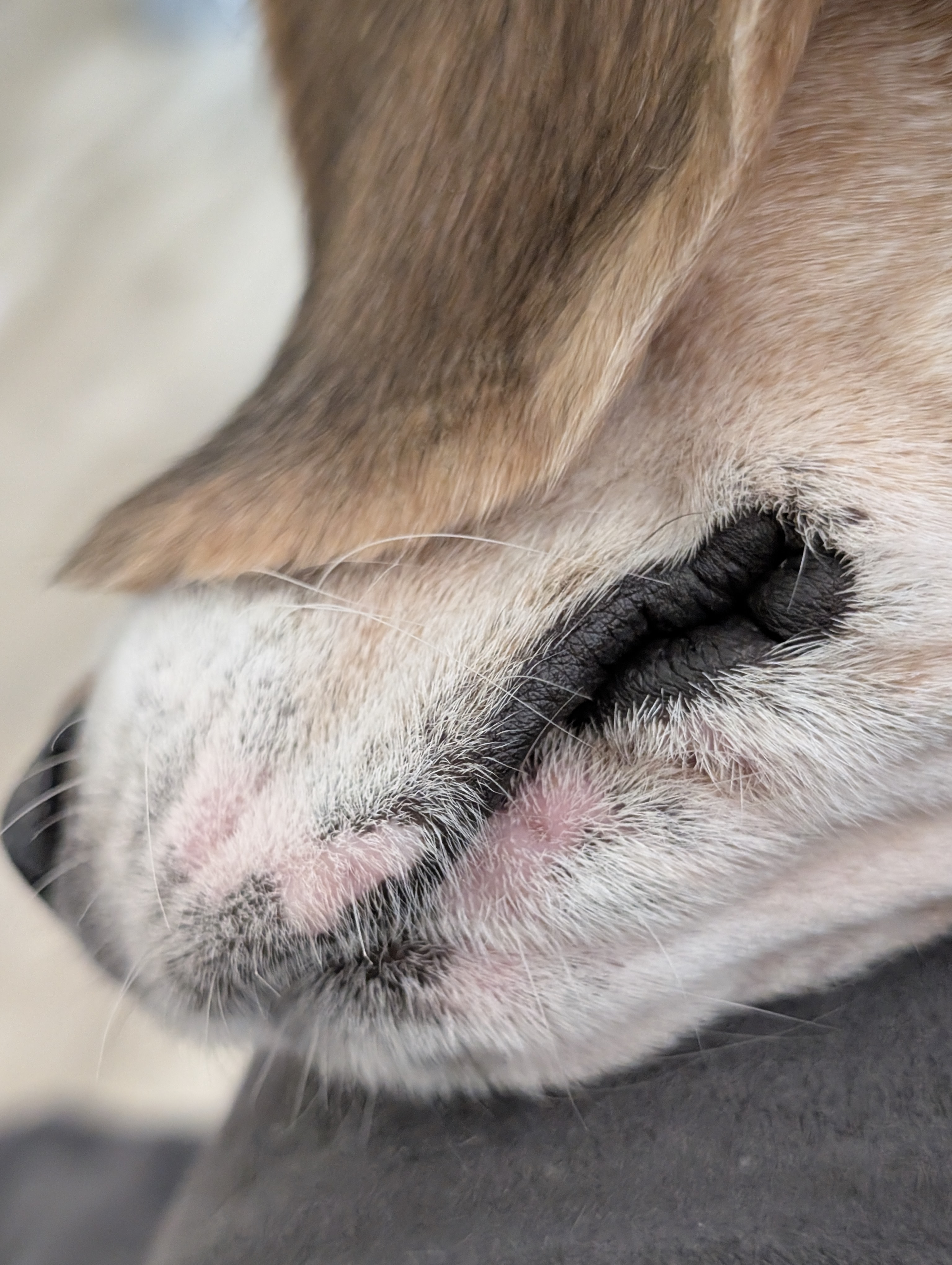 Help Princess Peach Heal: From Lab Number to Loved campaign photo, 10 of 12