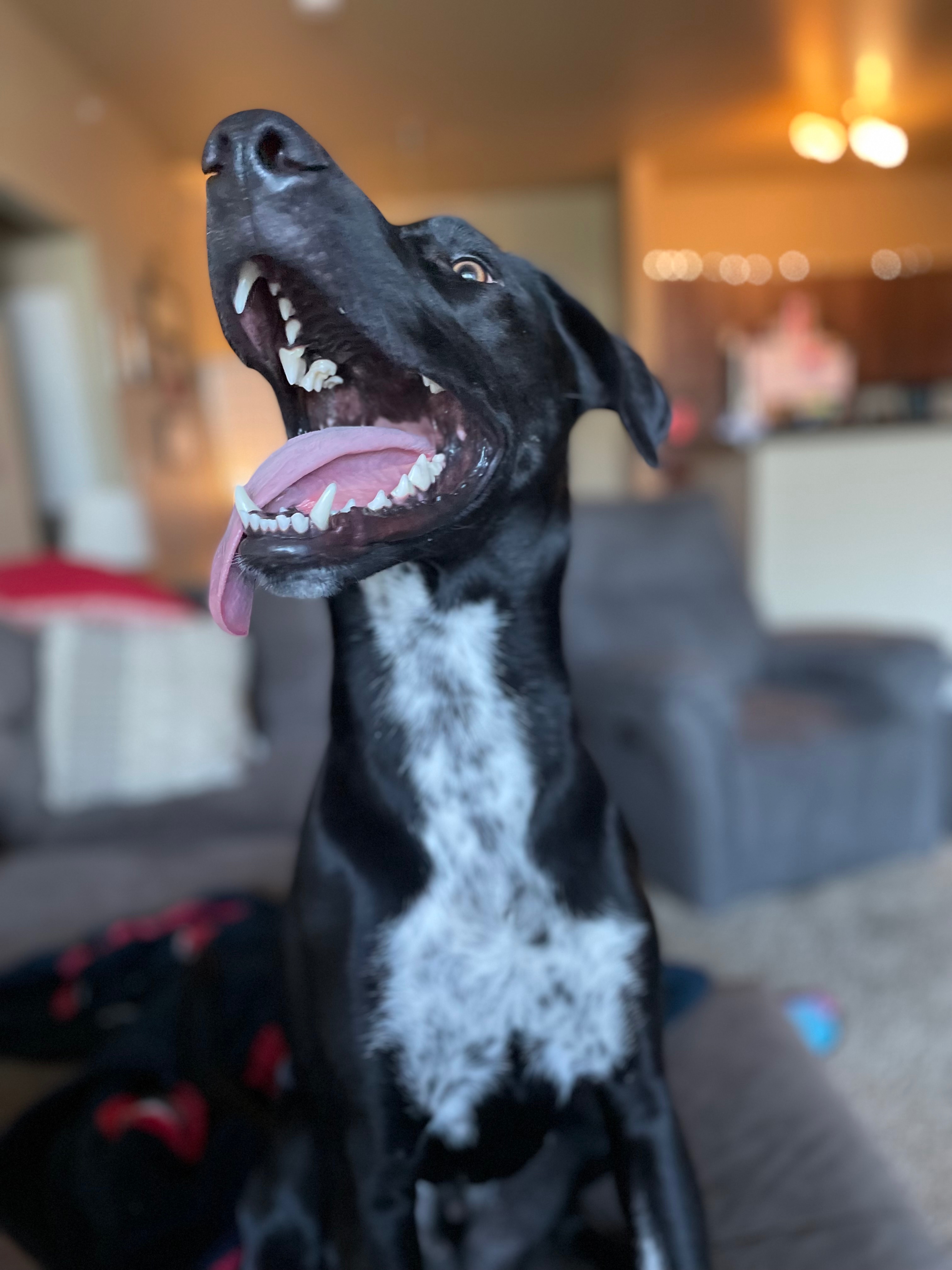 Help Archie Heal From His Painful Broken Tooth campaign photo, 2 of 8