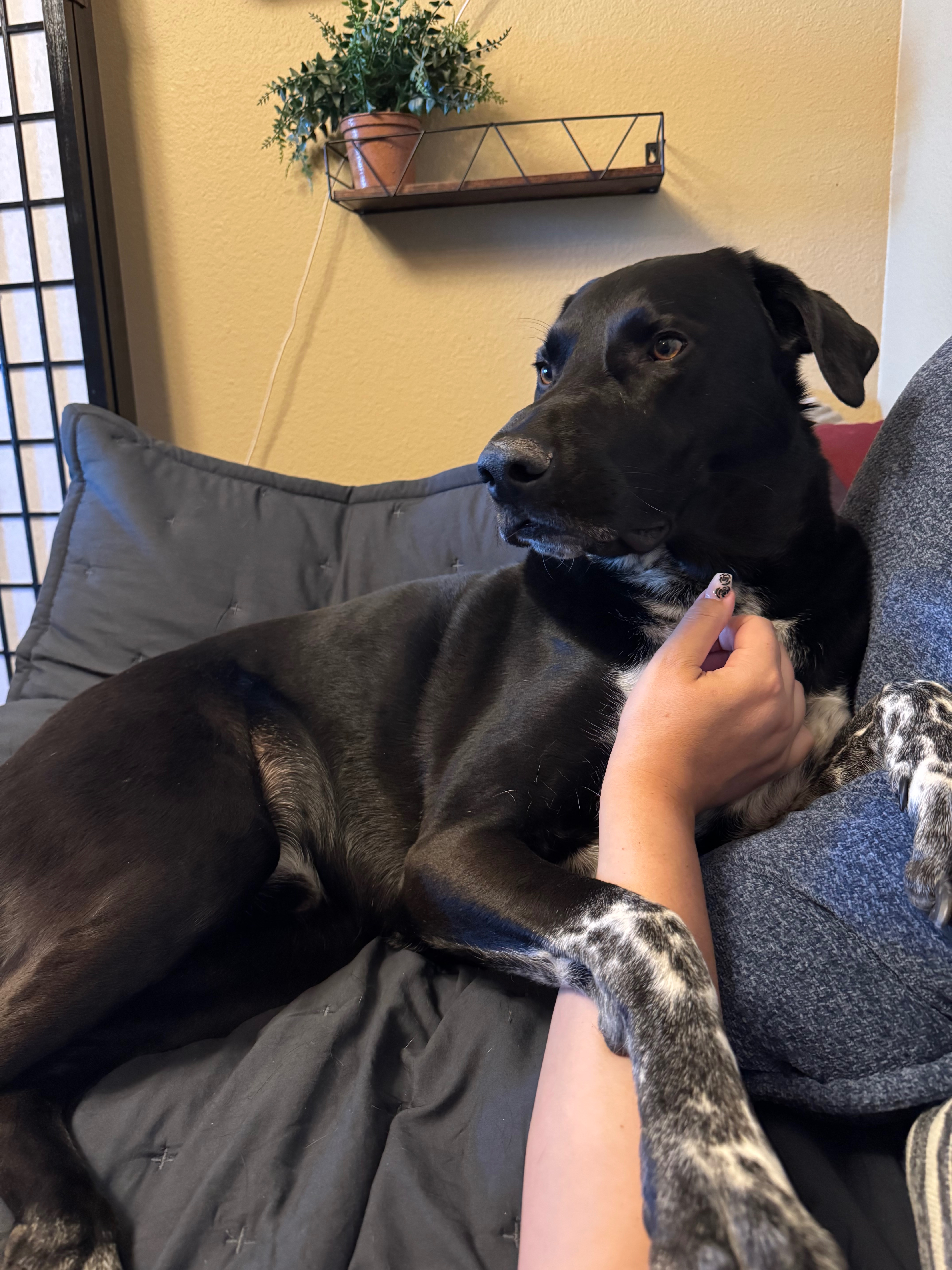 Help Archie Heal From His Painful Broken Tooth campaign photo, 4 of 8
