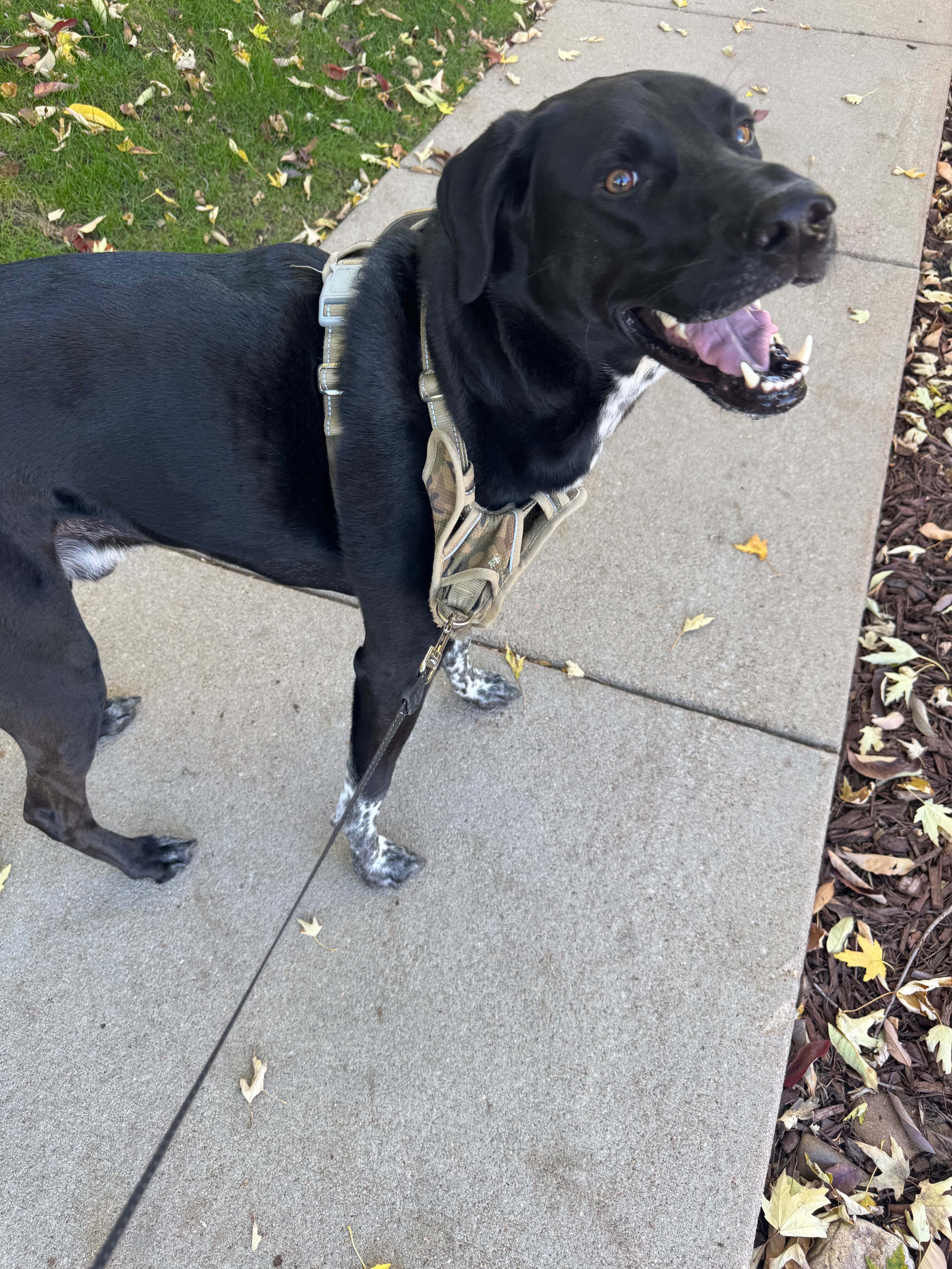 Help Archie Heal From His Painful Broken Tooth campaign photo, 6 of 8