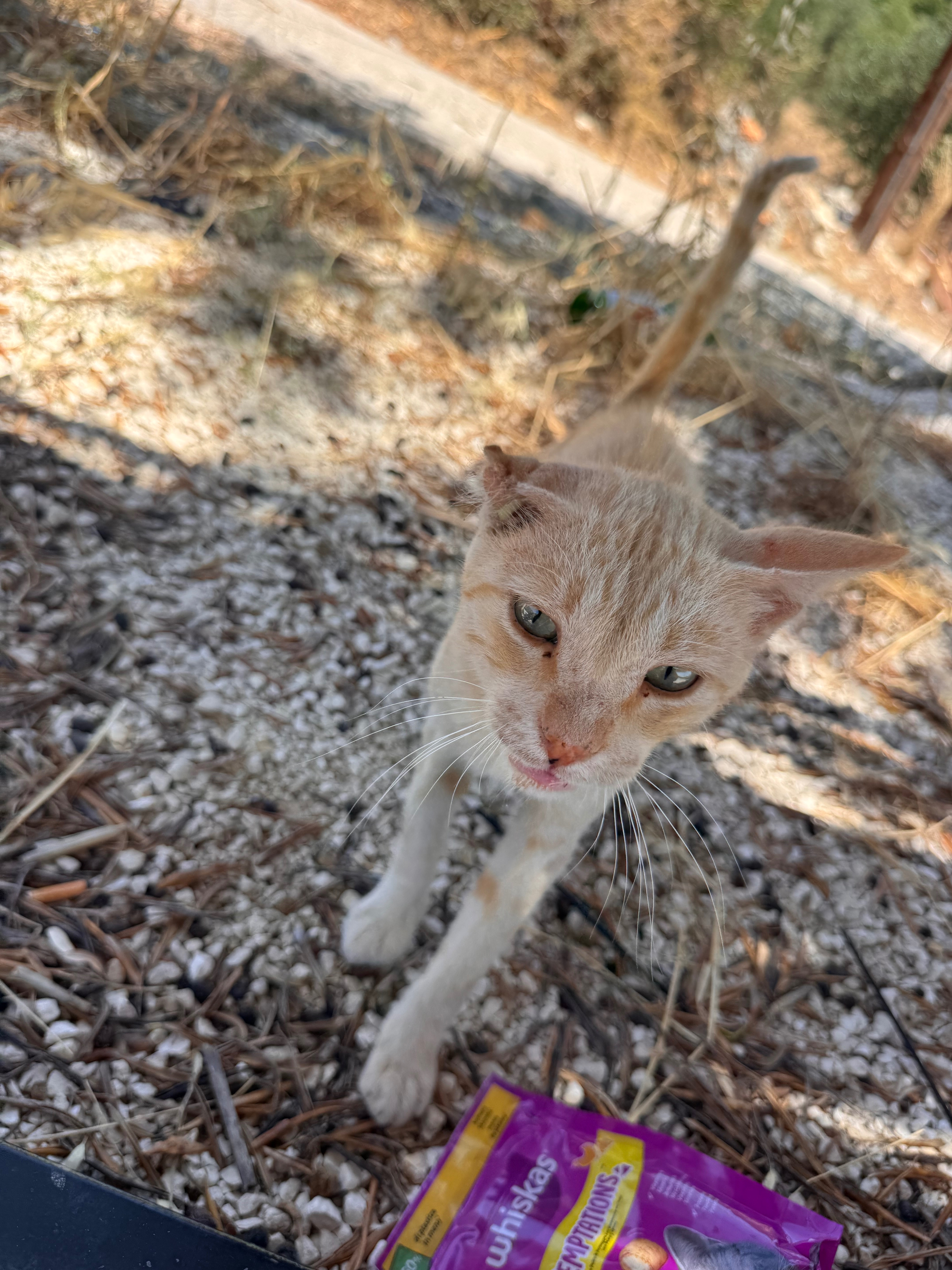 Help Give Zakynthos Stray Animals a Second Chance campaign photo, 7 of 8