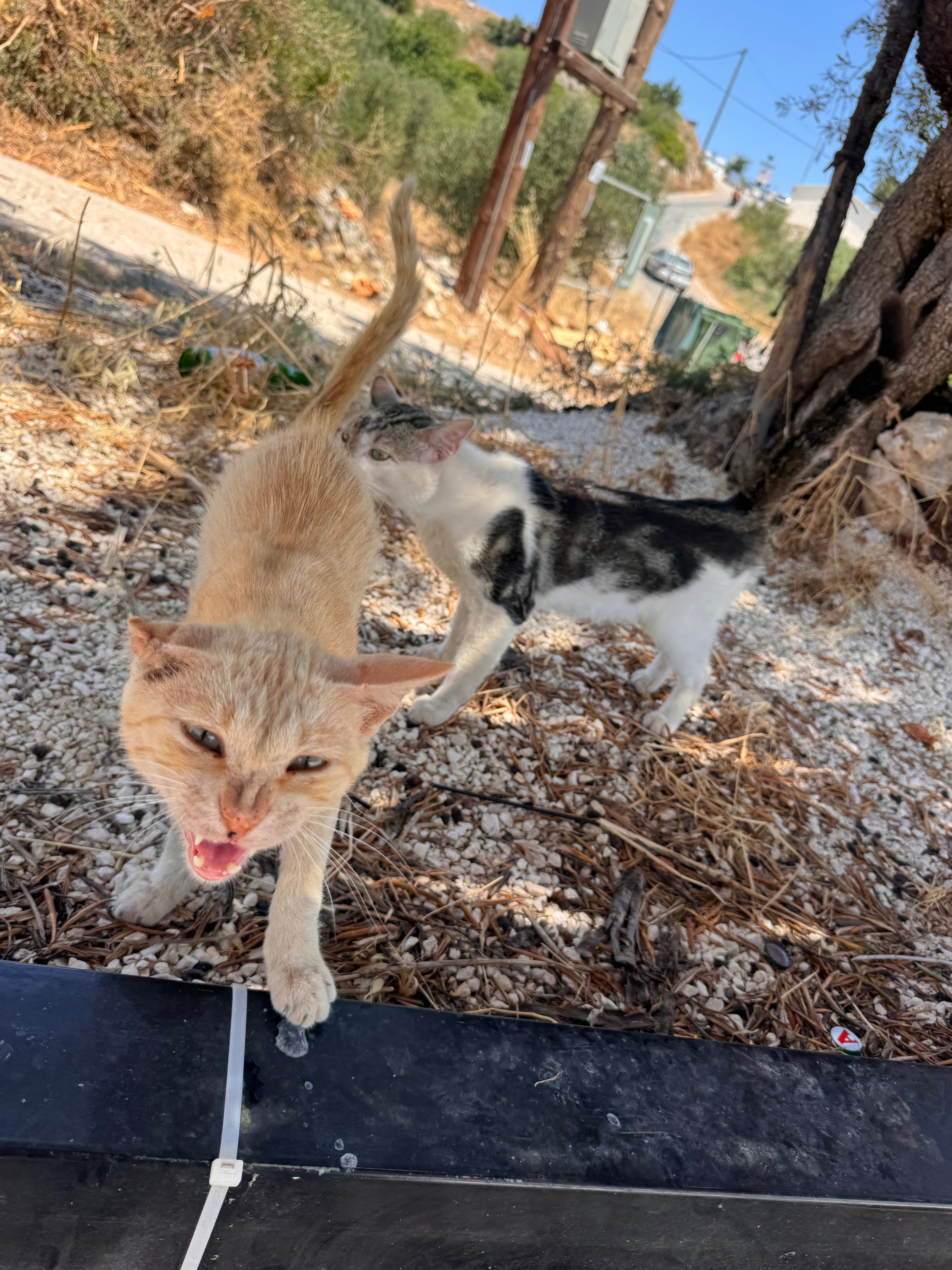 Help Give Zakynthos Stray Animals a Second Chance campaign photo, 2 of 8