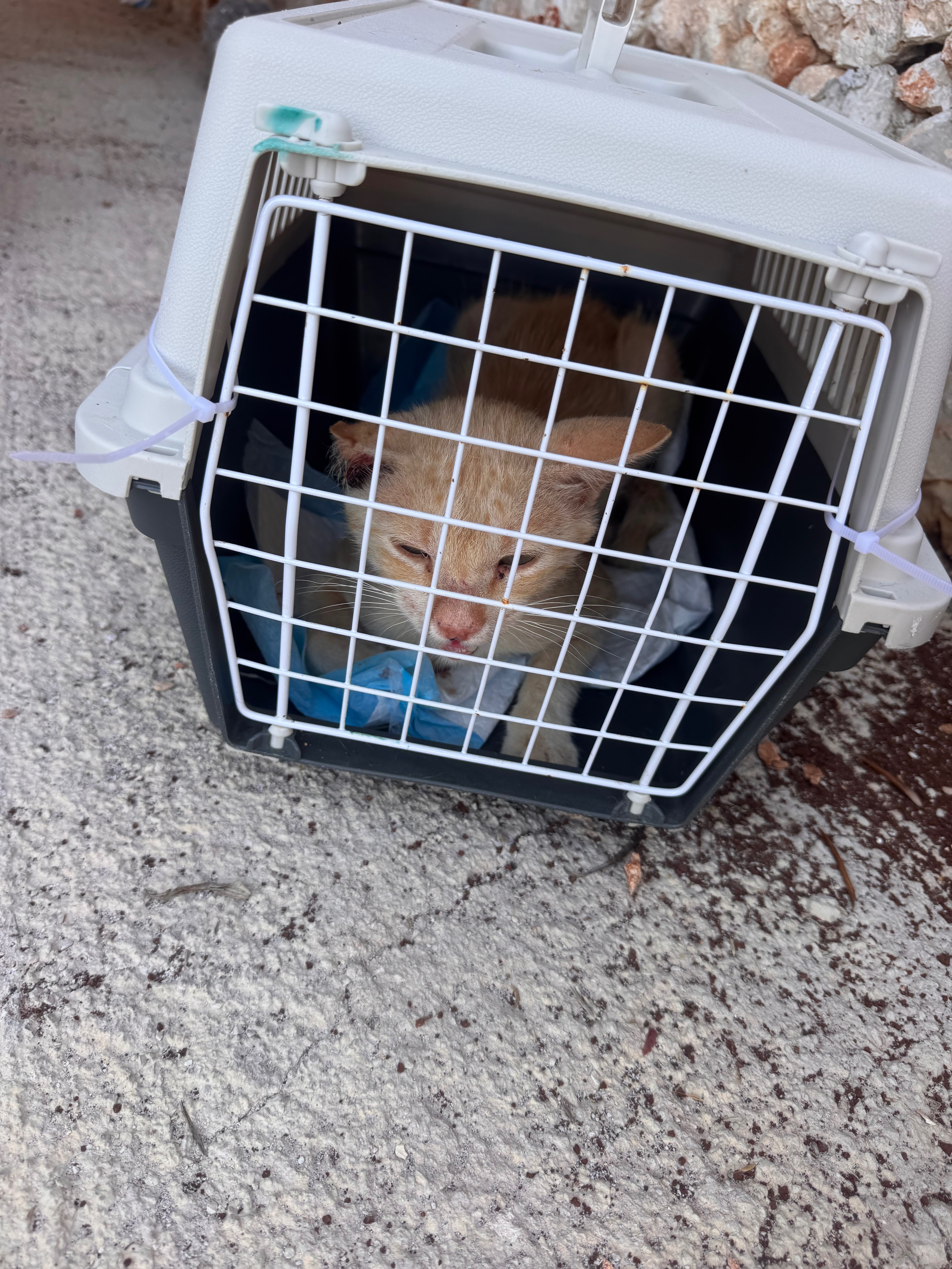 Help Give Zakynthos Stray Animals a Second Chance campaign photo, 4 of 8