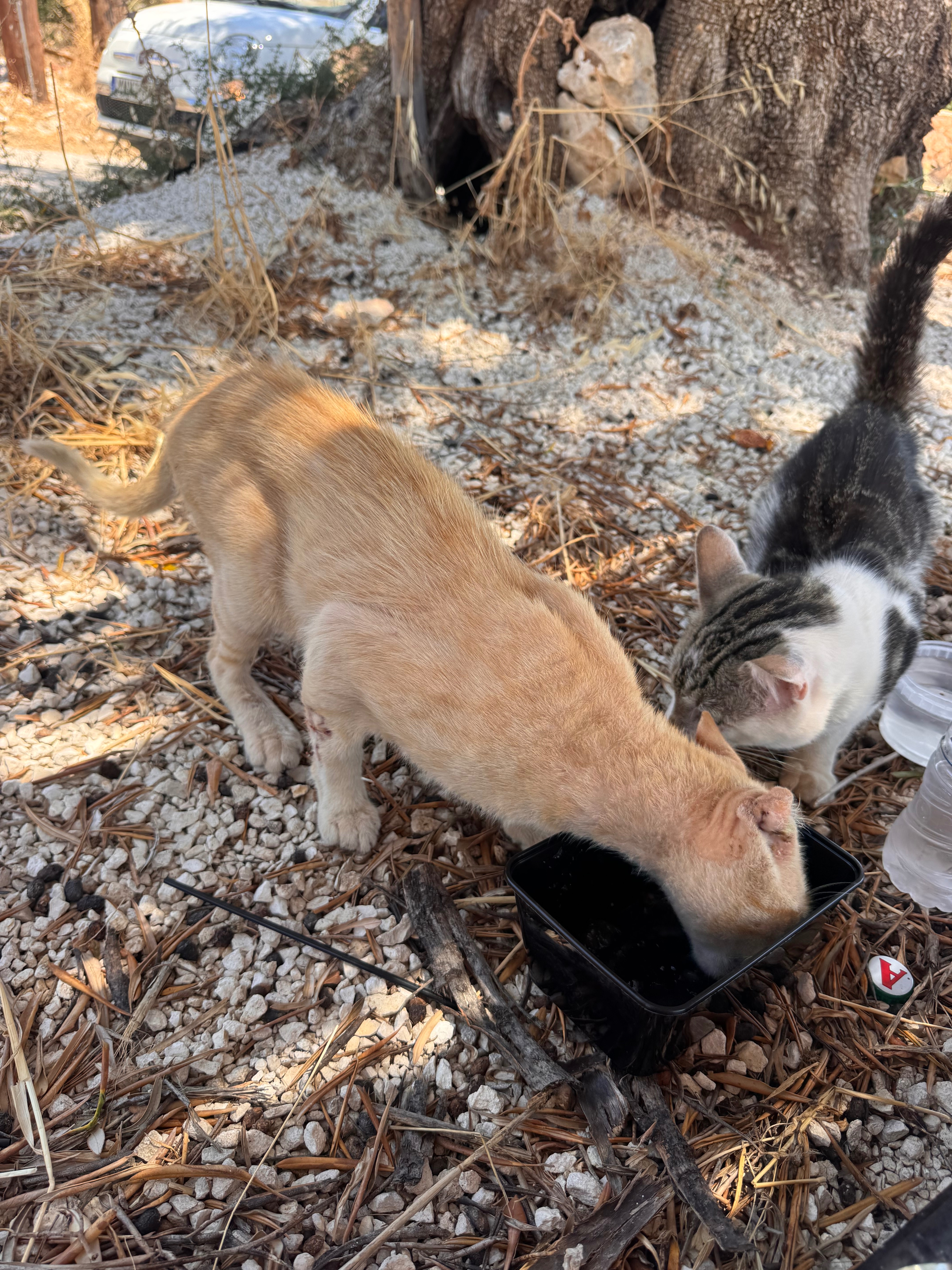 Help Give Zakynthos Stray Animals a Second Chance campaign photo, 5 of 8