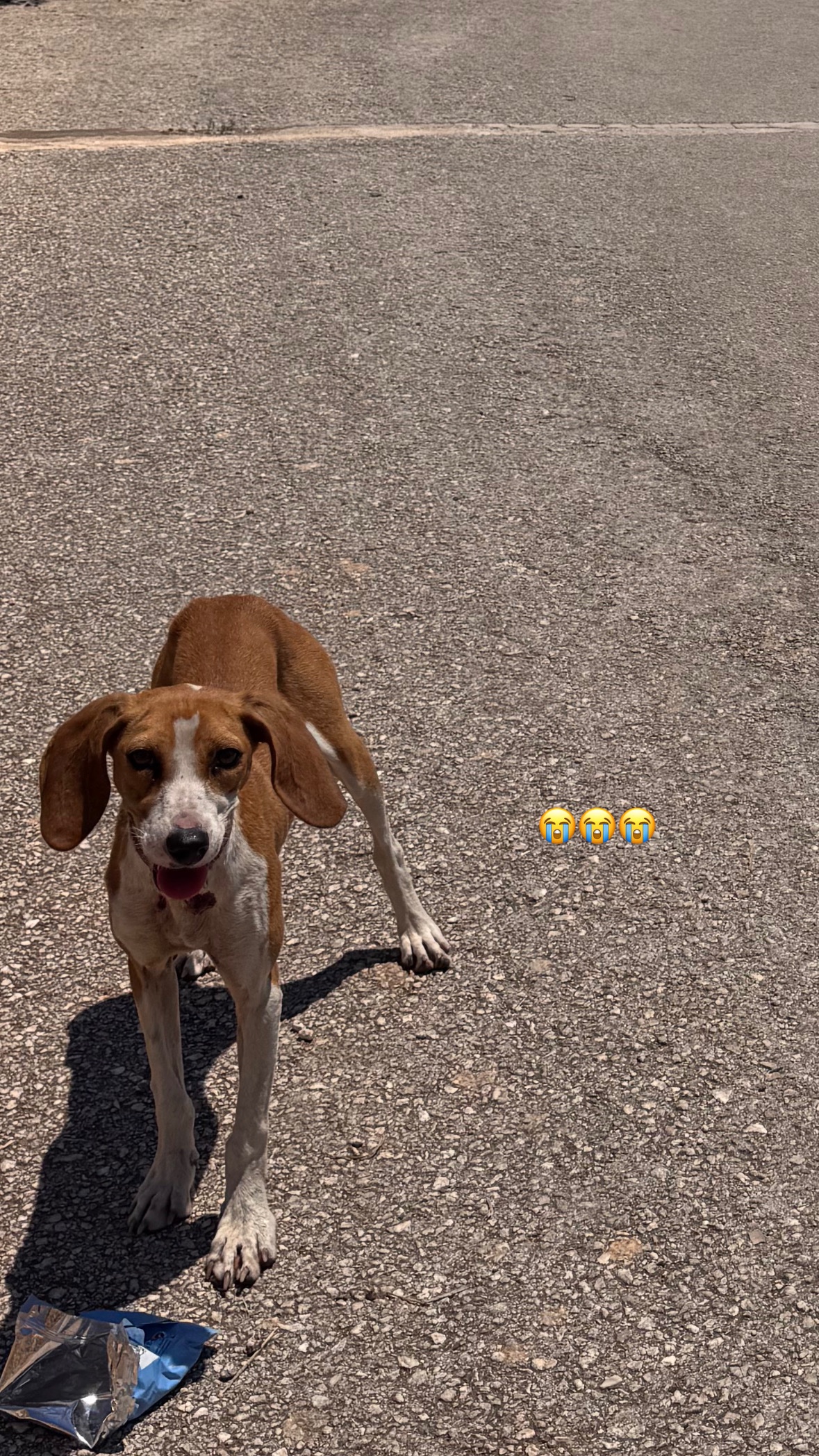 Help Give Zakynthos Stray Animals a Second Chance campaign photo, 6 of 8