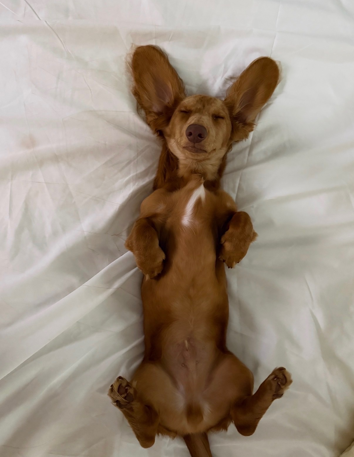 Jovie’s Diabetic Dog Fundraiser campaign photo, 6 of 7