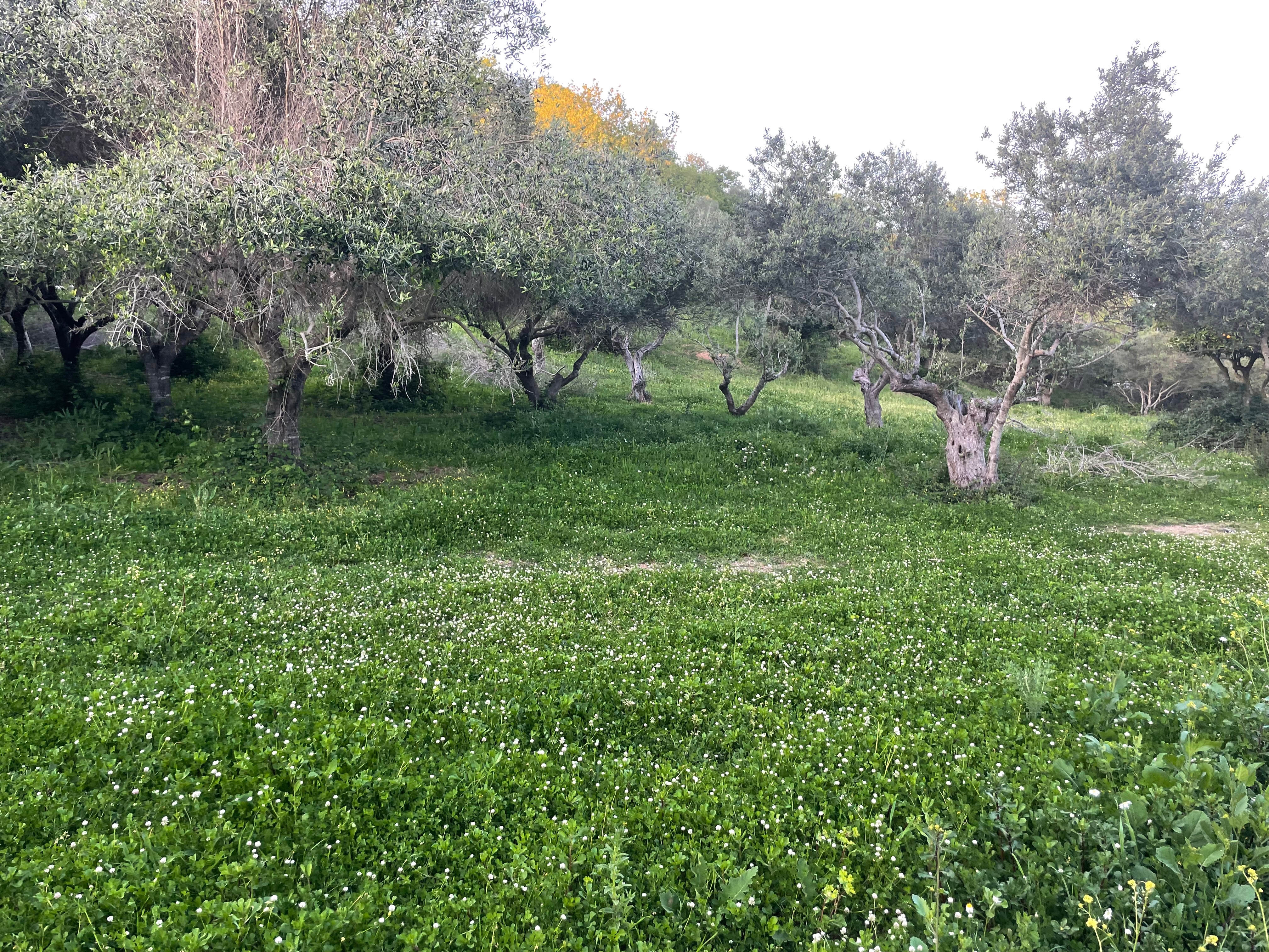 Holistic education Calabria – A Place for kids to blossom. campaign photo, 4 of 8