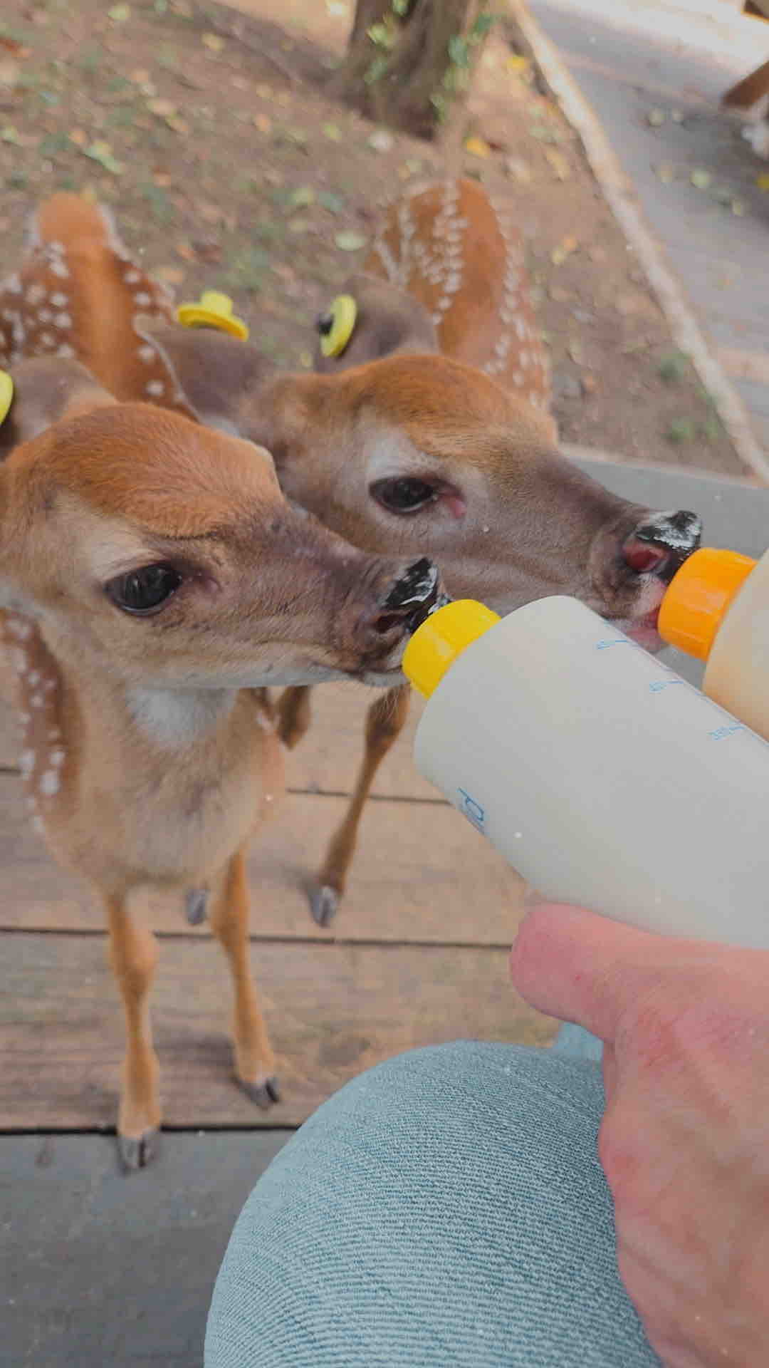 Save Buck Wild Rescue campaign photo, 11 of 12