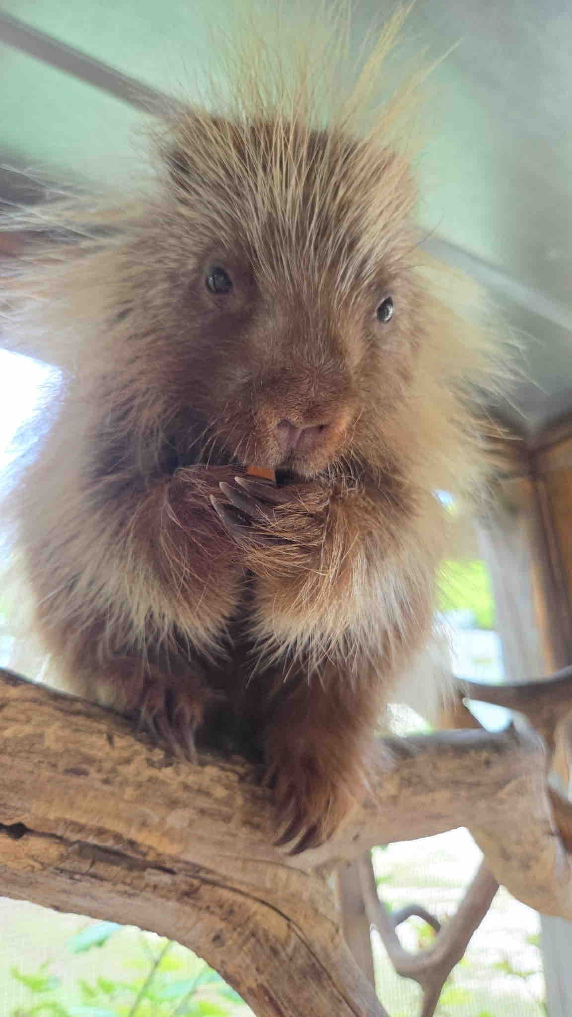 Save Buck Wild Rescue campaign photo, 4 of 12