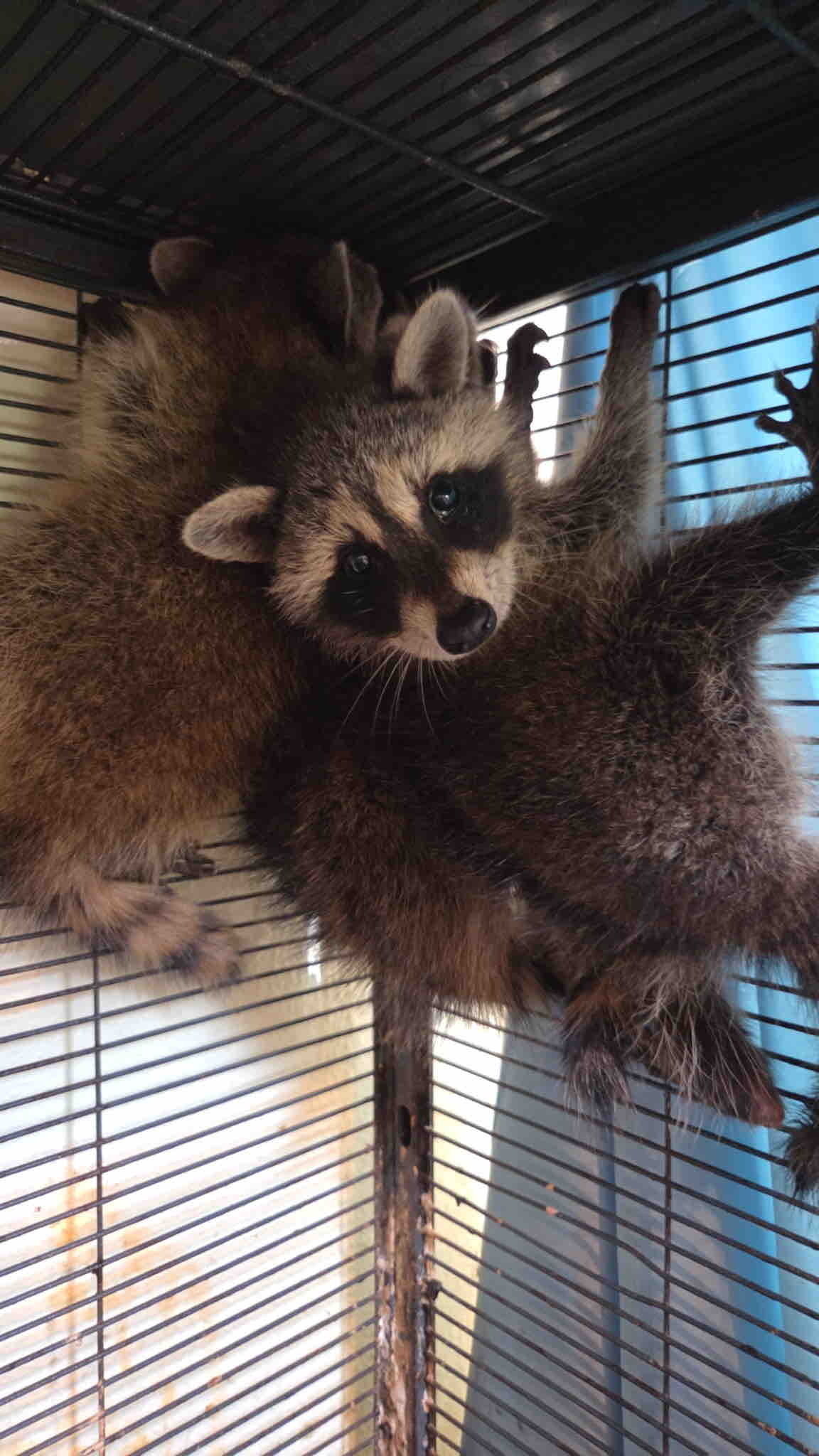 Save Buck Wild Rescue campaign photo, 5 of 12