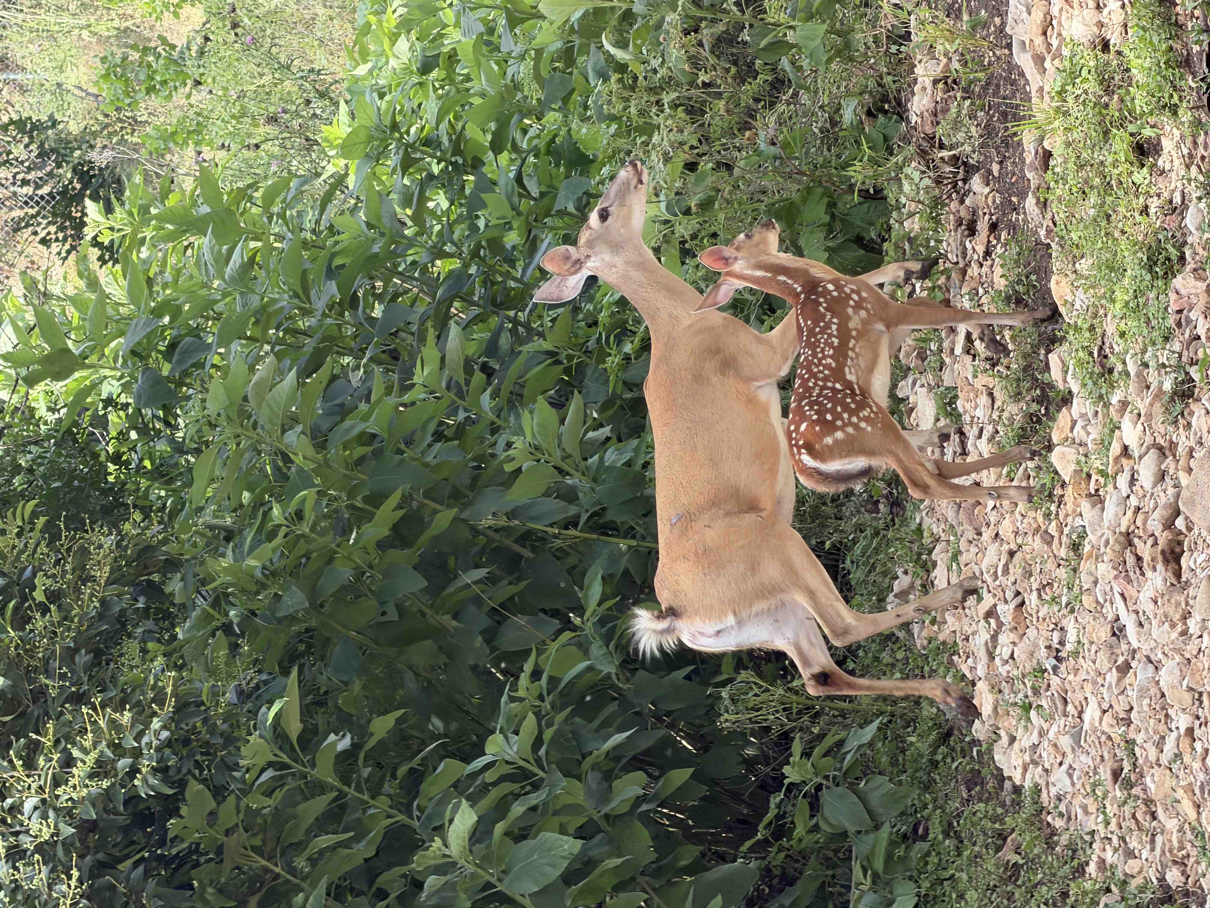 Save Buck Wild Rescue campaign photo, 6 of 12