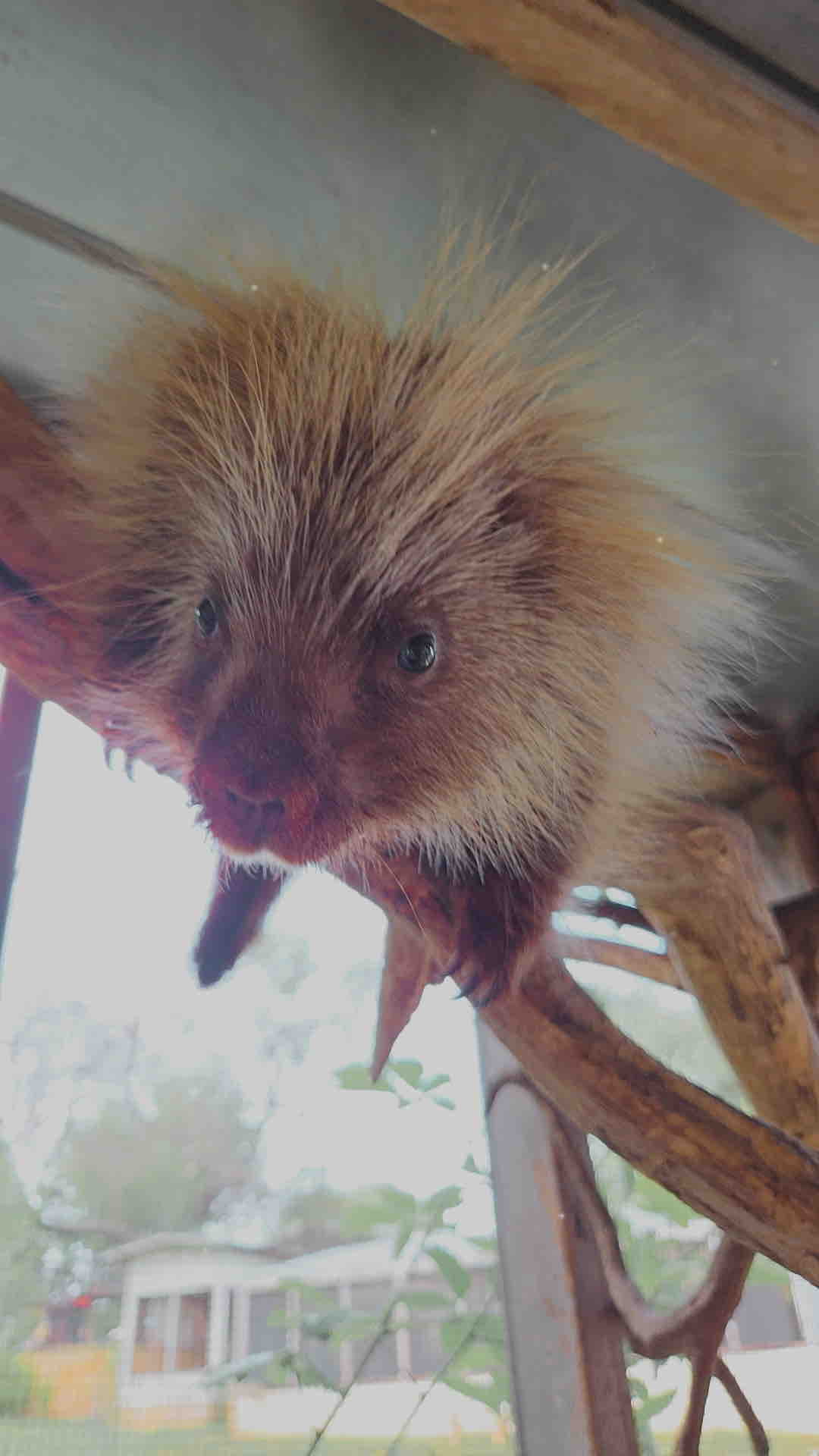 Save Buck Wild Rescue campaign photo, 7 of 12