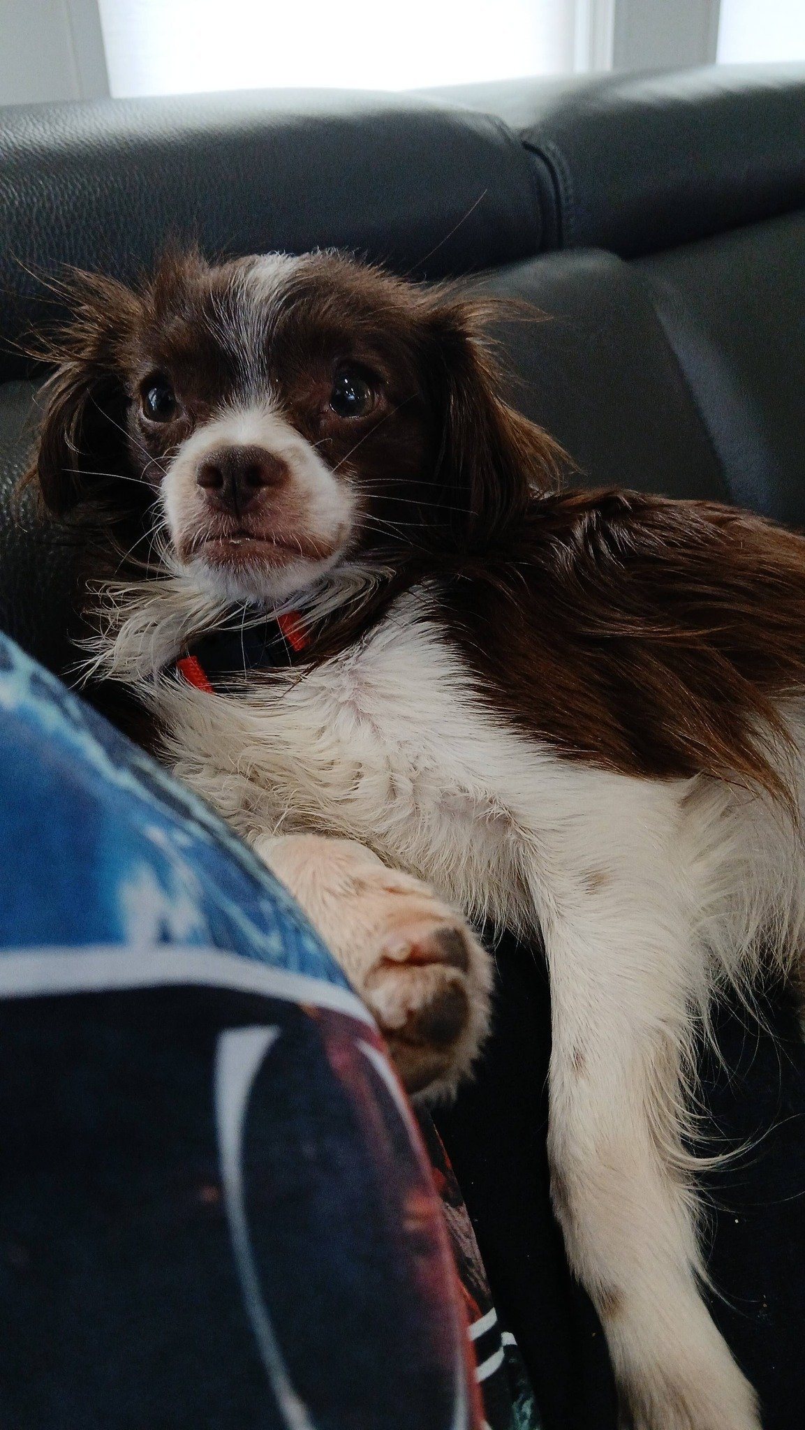 Help Train Eris as Christina’s Service Dog campaign photo, 2 of 4