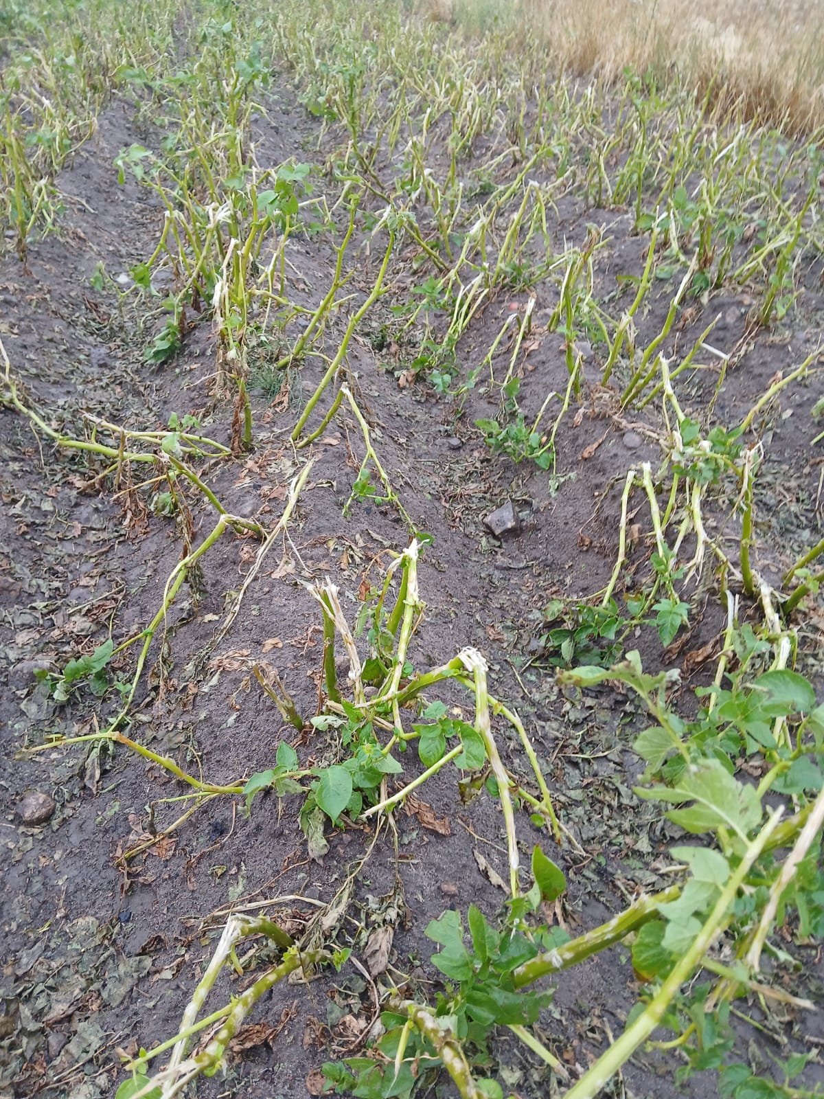 Unwetter zerstört gesamte Ernte – wir brauchen Sie! campaign photo, 4 of 8