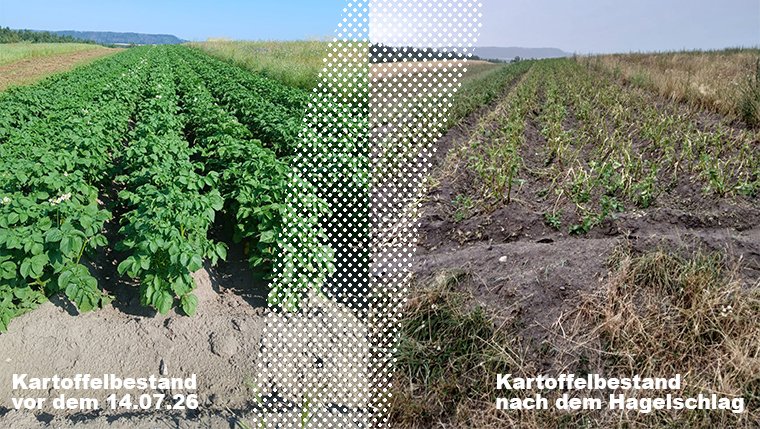 Unwetter zerstört gesamte Ernte – wir brauchen Sie! campaign photo, 5 of 8
