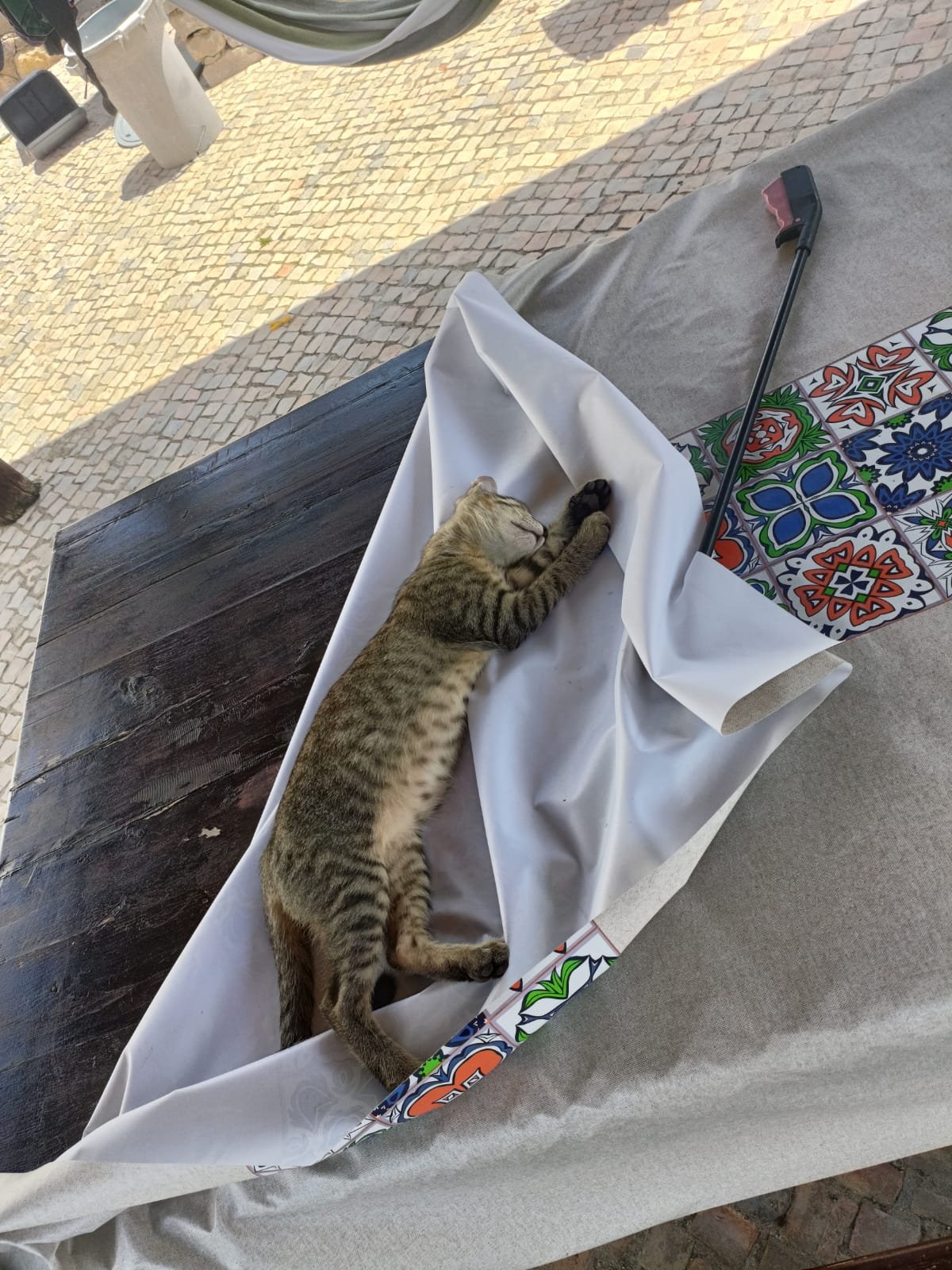 Help Us Care for the Azinheiro Cat Colony campaign photo, 6 of 7