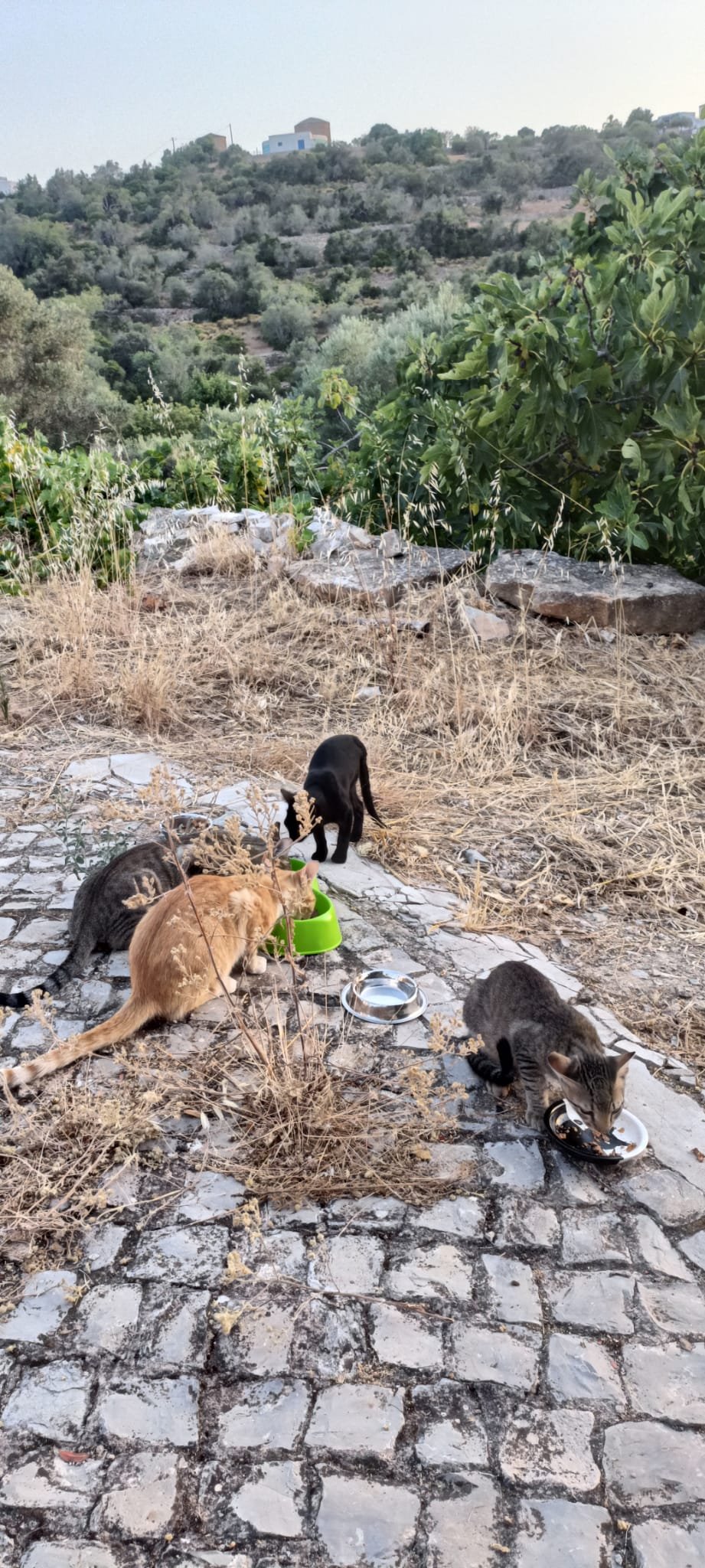 Help Us Care for the Azinheiro Cat Colony campaign photo, 2 of 7