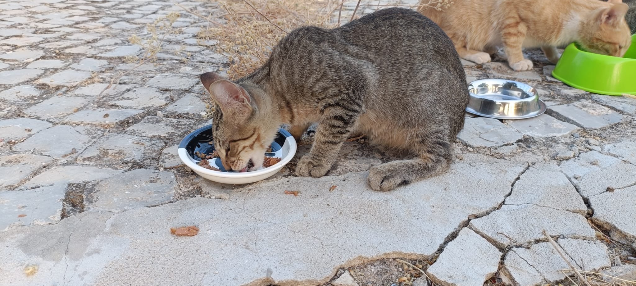 Help Us Care for the Azinheiro Cat Colony campaign photo, 4 of 7