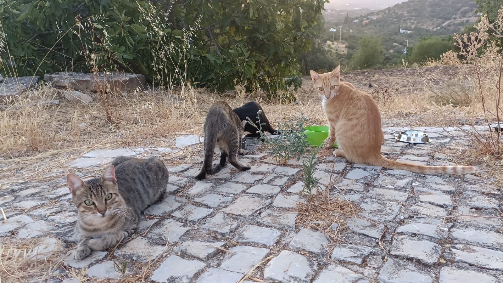 Help Us Care for the Azinheiro Cat Colony campaign photo, 5 of 7