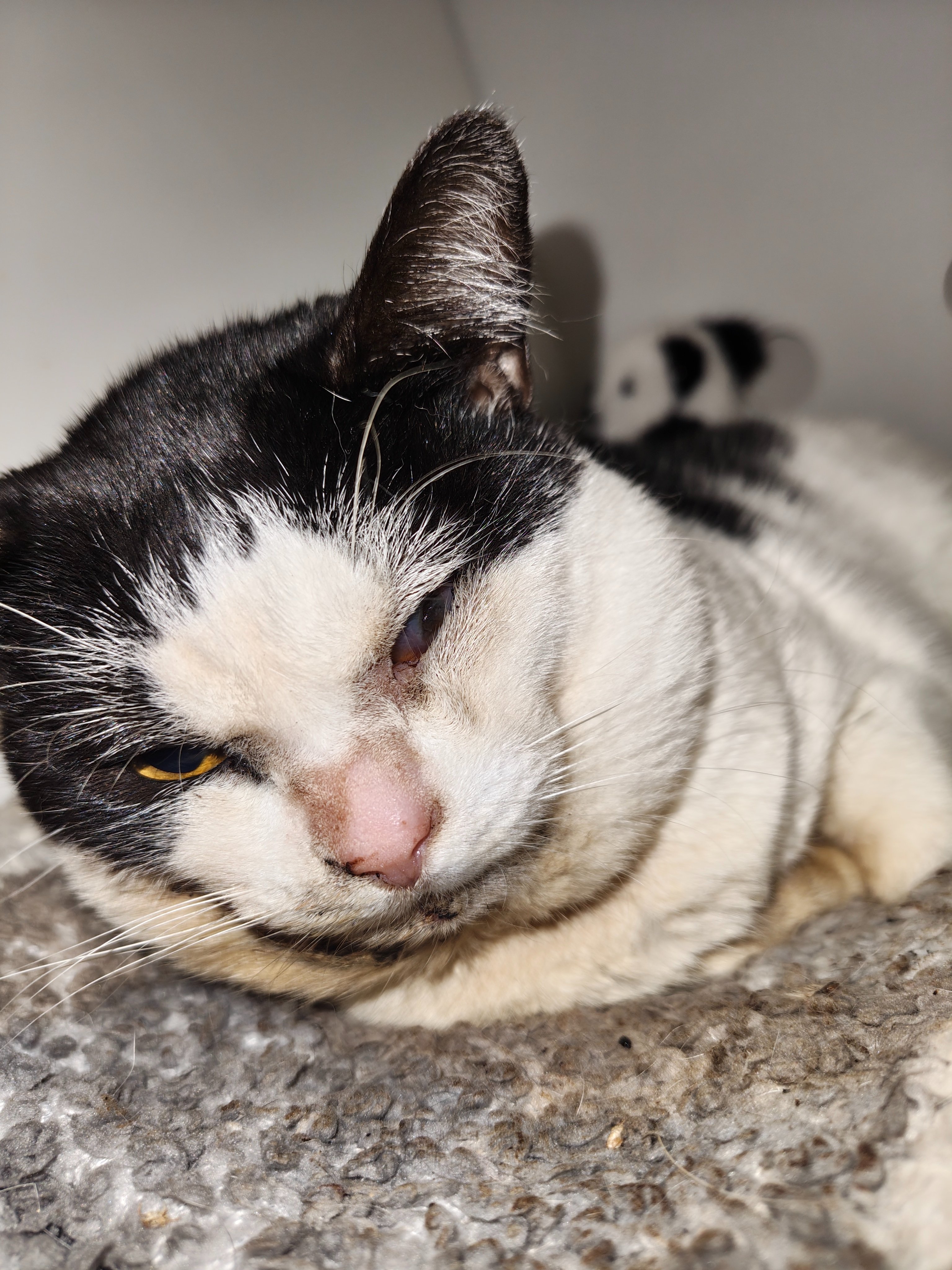 Help 2yo Martin Get Urgent Life-Saving Surgeries campaign photo, 2 of 7