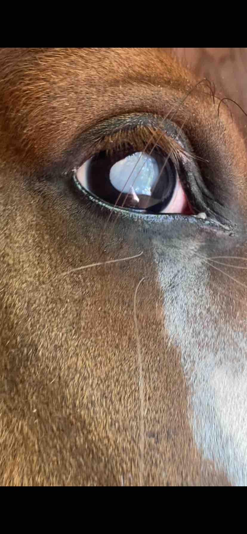 Alan’s ( horse ) medical treatment campaign photo, 12 of 13
