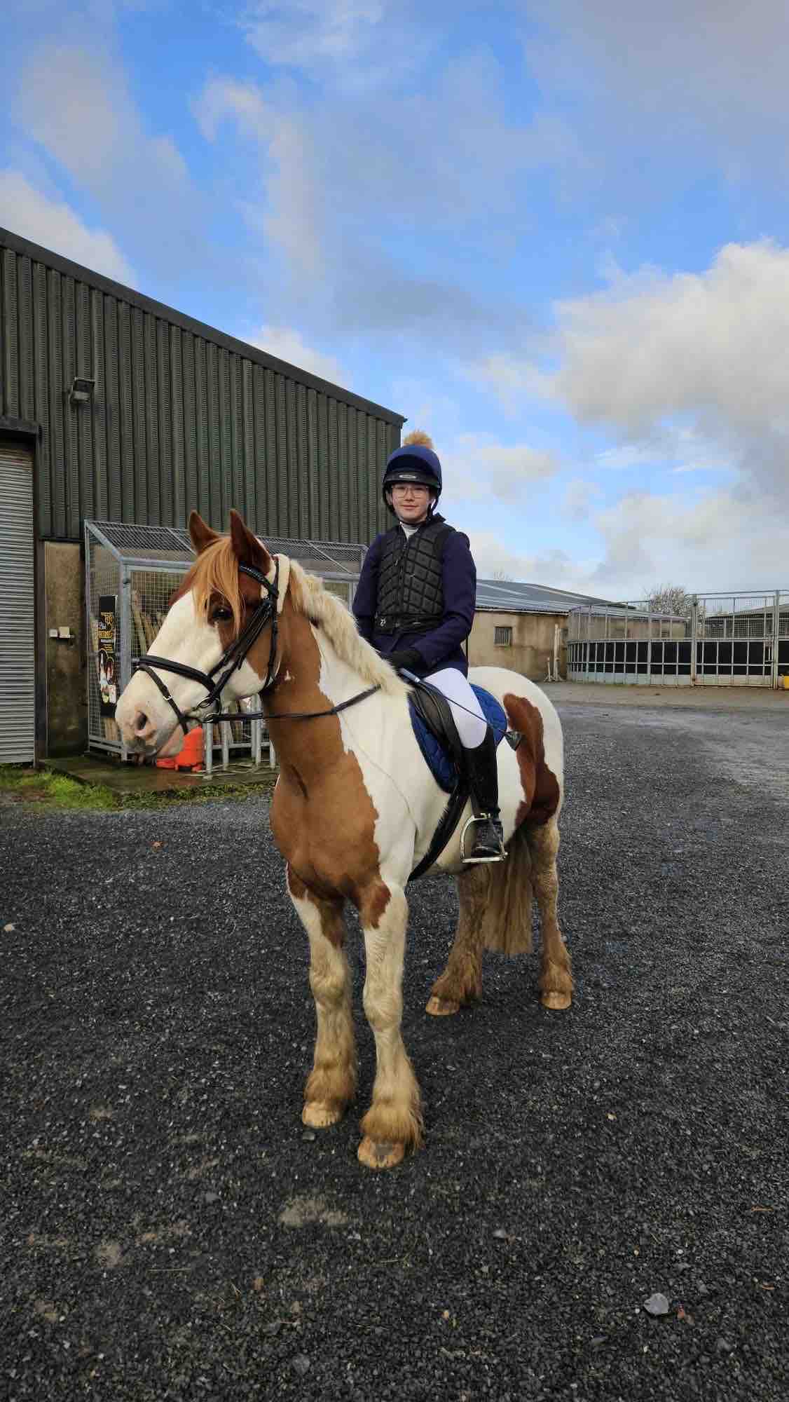 Alan’s ( horse ) medical treatment campaign photo, 2 of 13