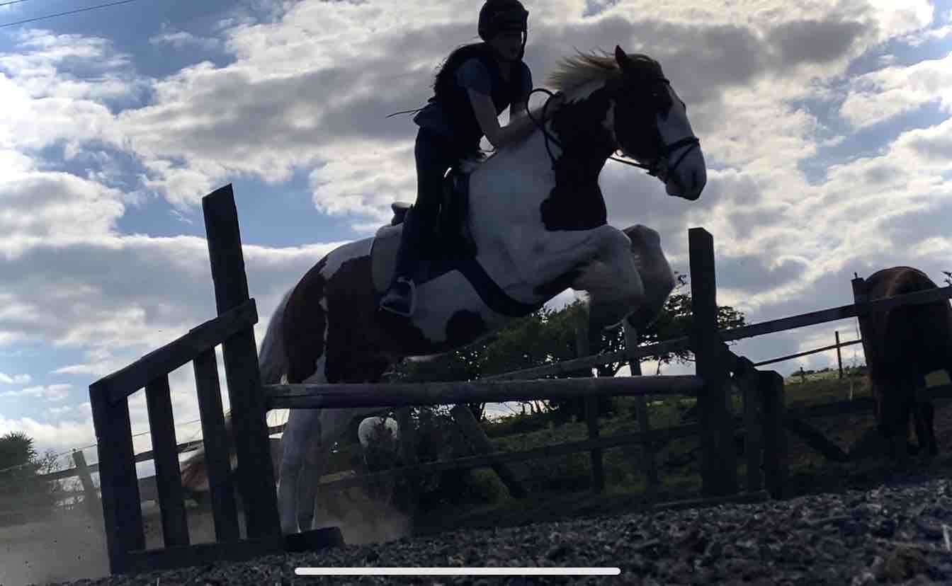 Alan’s ( horse ) medical treatment campaign photo, 4 of 13