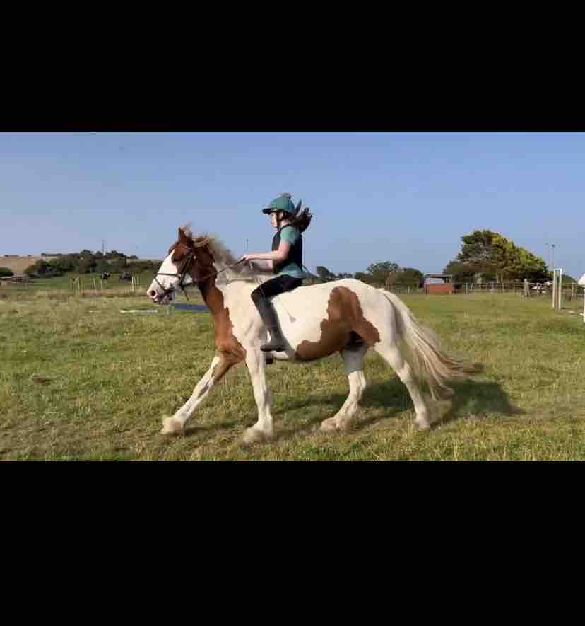 Alan’s ( horse ) medical treatment campaign photo, 5 of 13