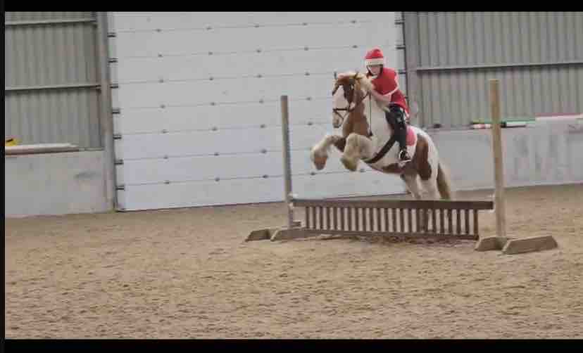 Alan’s ( horse ) medical treatment campaign photo, 6 of 13